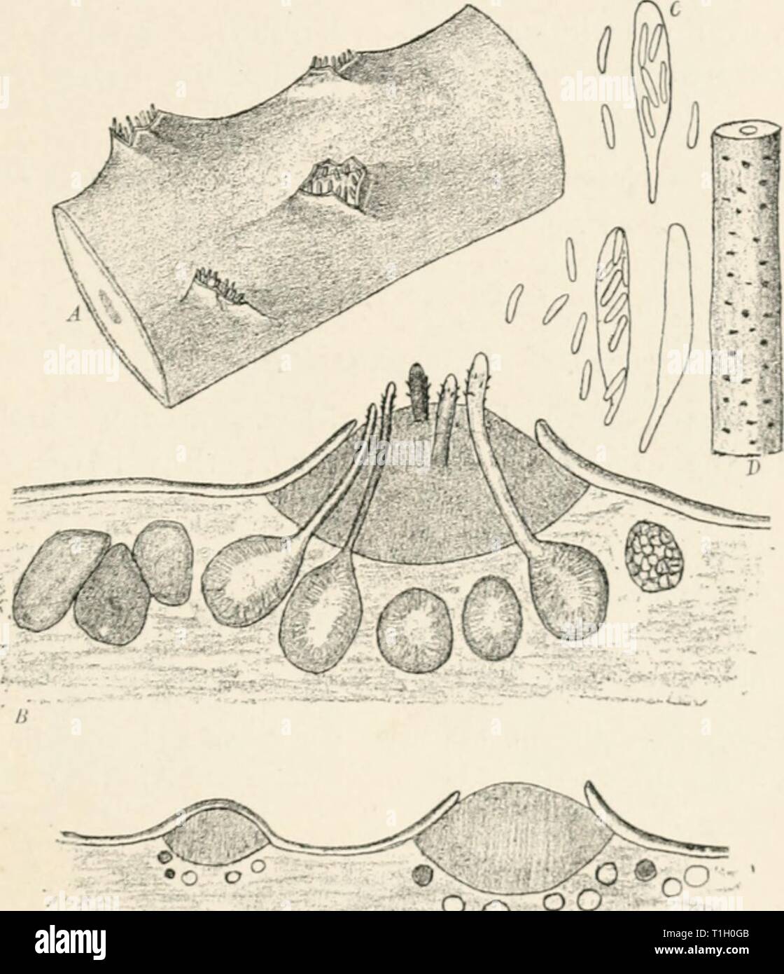 Diseases of plants induced by Diseases of plants induced by cryptogamuc parasites; introduction to the study of pathogenic fungi, slime-fungi, bacteria, and algae. English ed. by William G. Smith  diseasesofplants00tubeuoft Year: 1897  VALSA. 225 where leaves of the alder are dried in sumnier for use as winter-fodder for goats. In the branches attacked, a mycelium is developed in the vessels of the wood, whereby the supply of water is stopped and the bark dries up. Black lens-shaped stromata arise under the epidermis of the twig and rui)ture it. The peritliecia are produced under the stromata  Stock Photo