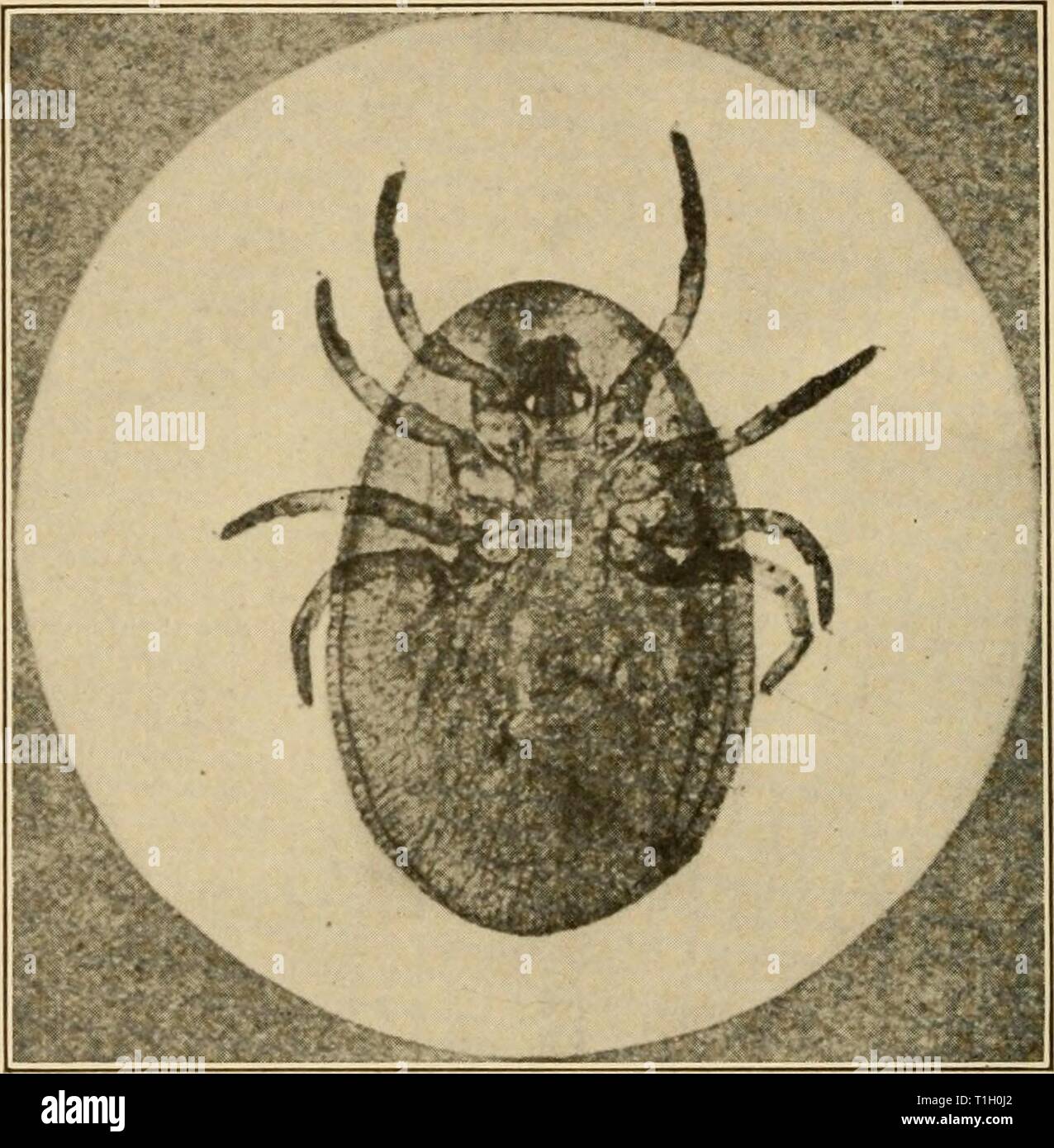 Diseases of poultry; their etiology, Diseases of poultry; their etiology, diagnosis, treatment, and prevention  diseasesofpoultr01pear Year: 1915  228 Diseases of Poultry often leads to epileptiform symptoms and death follows in a few days. Theobald suggests dusting flowers of sulphur among the feathers when the parasites are present. Probably the La wry lice powder (p. 211) would be more effective. When    Fig. 49. — The poultry tick, Argas persicus. Adult ventral view, showing the four pairs of legs, mouth parts, etc. (After Laurie.) these parasites are abundant chickens should be kept away  Stock Photo