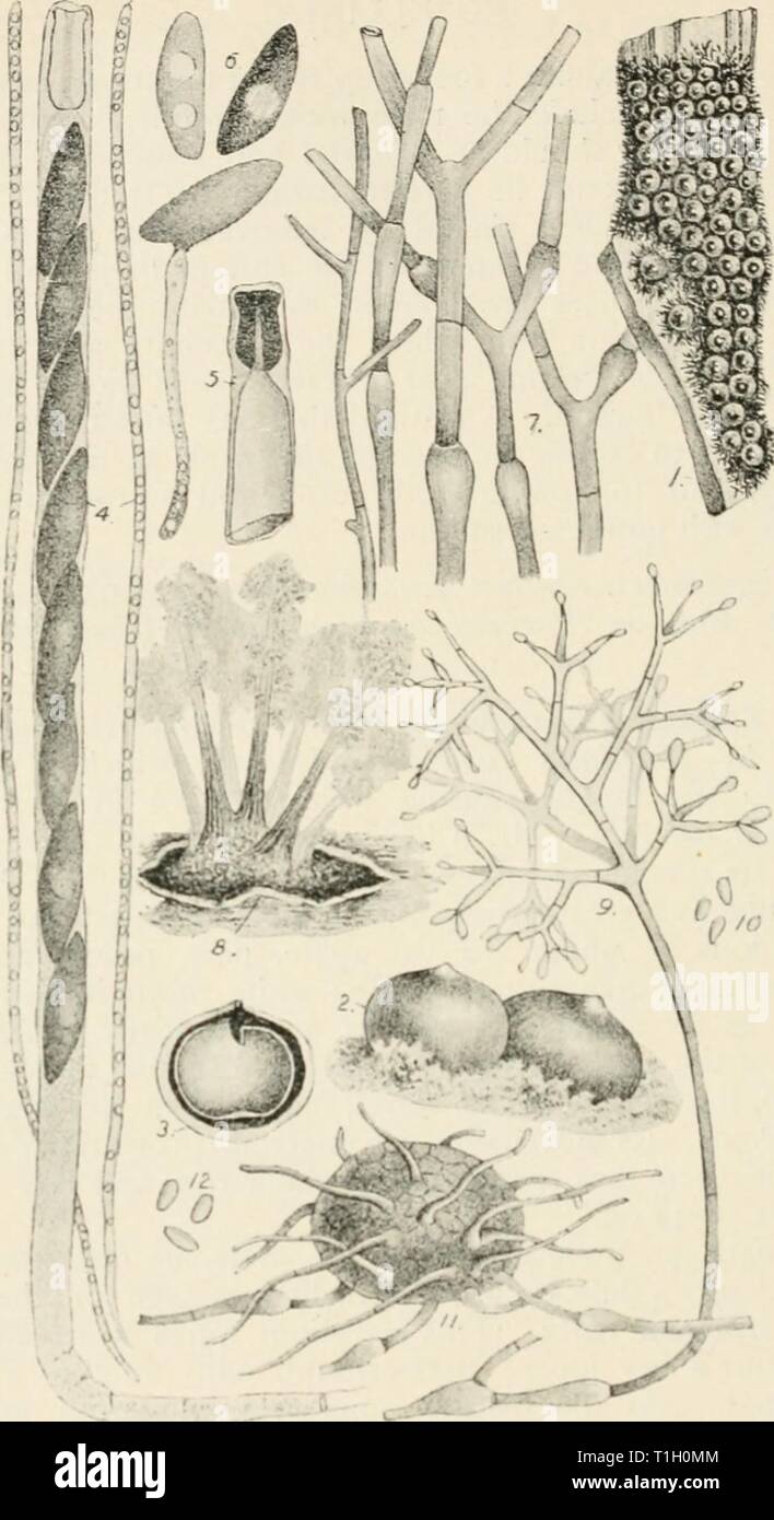 Diseases of cultivated plants and Diseases of cultivated plants and trees  diseasesofcultiv00massuoft Year: [1910?]  Fig. dT.—Koitllinia radiciperda. i, ascigerous condition ; 2, peiilhccia : 3, section of same; 4, ascus containing 8 spores, also two parapliyso; 5. tip of an ascus after treatment with iodine, showing the arrangement for effecting the opening of the ascus for escape of spores ; 6, a-cospores, one germinating; 7, brown mycelium with swellings; 8, black sclerotiiim bearing a cluster of conidial fruit ; 9, a single conidiophore; 10, conidia ; II, pycnidium ; 12, stylospores from s Stock Photo