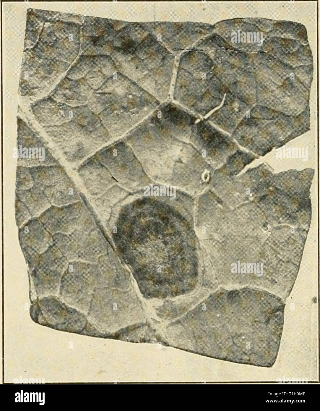 Diseases of economic plants (1910) Diseases of economic plants  diseasesofeconom00stev Year: 1910  230 DISEASES OF ECONOMIC PLANTS Black mold {Alternaria Brassicoe (Berk.) Sacc). â The affected spots are nearly black, marked concentrically, are circular, and are not definitely bordered, i.e., they shade off gradually into the surrounding healthy tissue.    Fig. 108. â CoUard black mold as seen from upper side of the leaf. Original. They enlarge sometimes to 2-3 cm. in diameter. The tissue dries, becomes brittle, and often falls away, leaving ragged holes. The general appearance of the spot as  Stock Photo