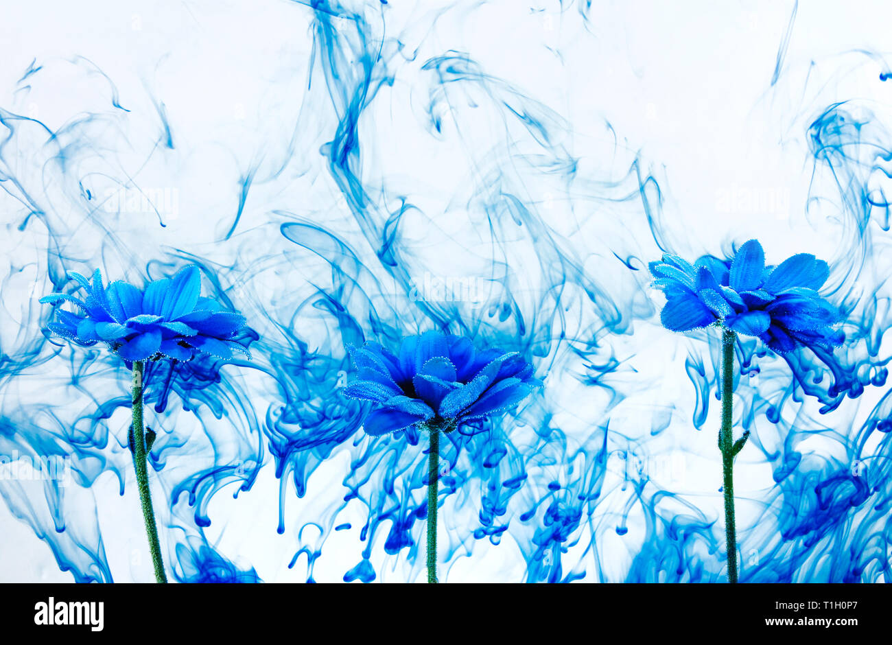 Blue Chrysanthemum Inside In Water On A White Background Flowers Aster Under The Water With Blue Paints And Smoke Stock Photo Alamy