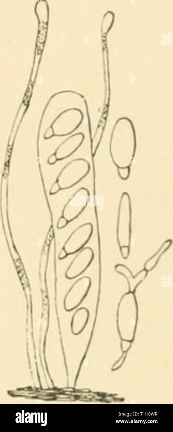 Diseases of plants induced by Diseases of plants induced by cryptogamic parasites; introduction to the study of pathogenic Fungi, slime-Fungi, bacteria, & Algae  diseasesofplants00tube Year: 1897  Fio. 115.—Ploirriiihtia mor- hosa. Ascus, with eight spores. Spores in germinn- tion. Filuinentou.s jwira- physes. (Cop. fnmi F!rlov.) Fig. 114.—Plowrightia morbosa. (v. Tubeuf phot.) injurious and widely distributed disease of various species of Prunas, especially plum and cherry. The living branches and twigs become coated with a crust of warty excrescences, and at the same time are more or less  Stock Photo