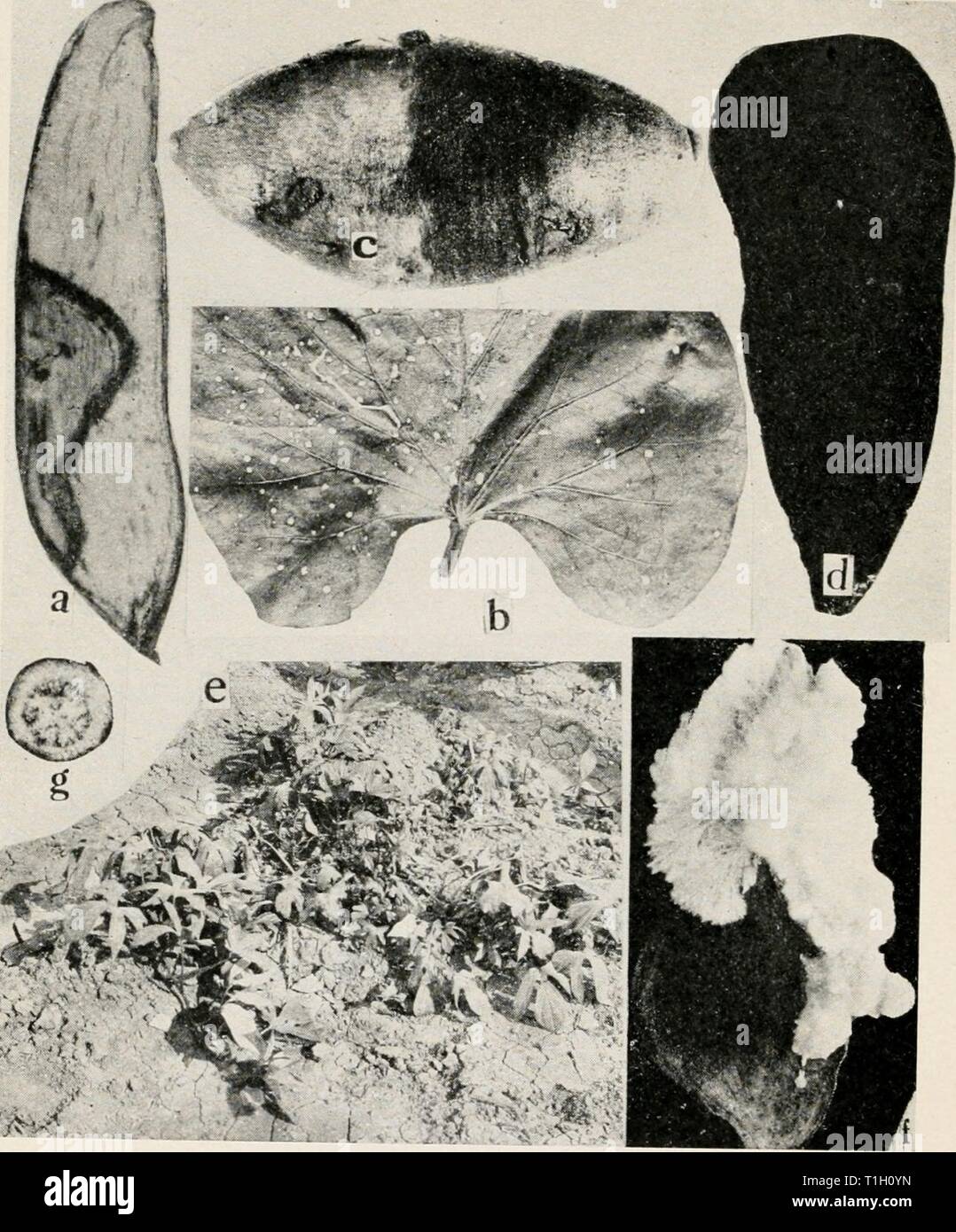 Diseases of truck crops and Diseases of truck crops and their control  diseasesoftruckc00taubuoft Year: [1918]  Fig. Sweet Potato Diseases. a. Trichoderma rot, b. Septoria leaf spot, c. soil stain d Charcoal rot  T Tre'Jfno''?'. V';.''''''' '.' '' ' d'' ile the si'de'shoots are lue as ttev are supported by the secondary roots formed at the nodes of the vines /,wlJ potato artificially inoculated with Sclerotium Rolfsii. g. net necrosfs. ' Stock Photo