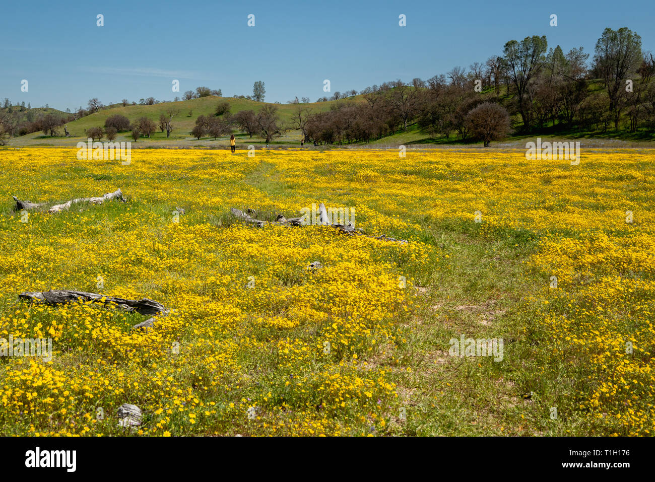 Wildflower season california hi-res stock photography and images - Alamy