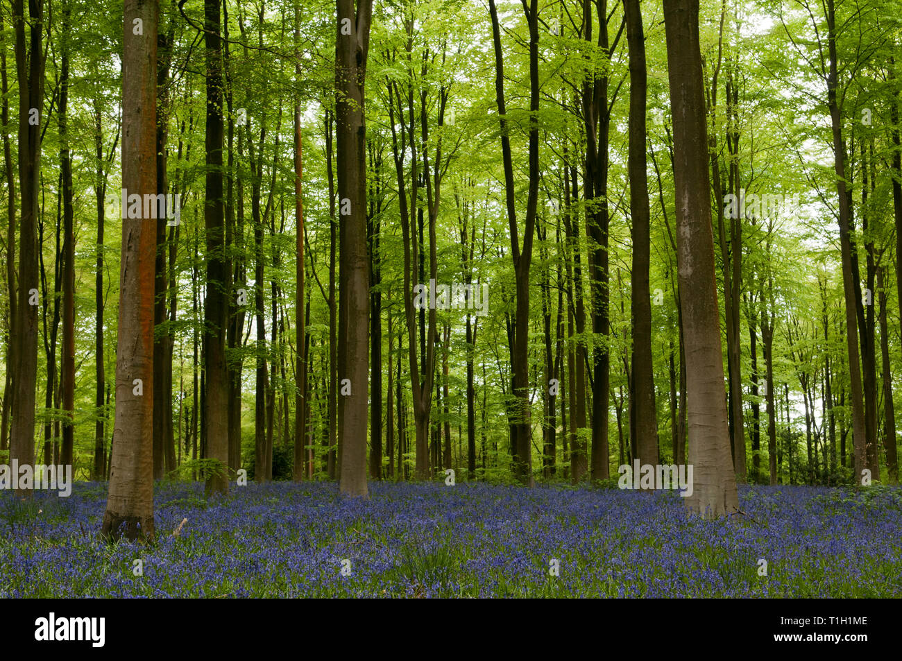Stunning display of bluebells under a canopy of beech trees Stock Photo