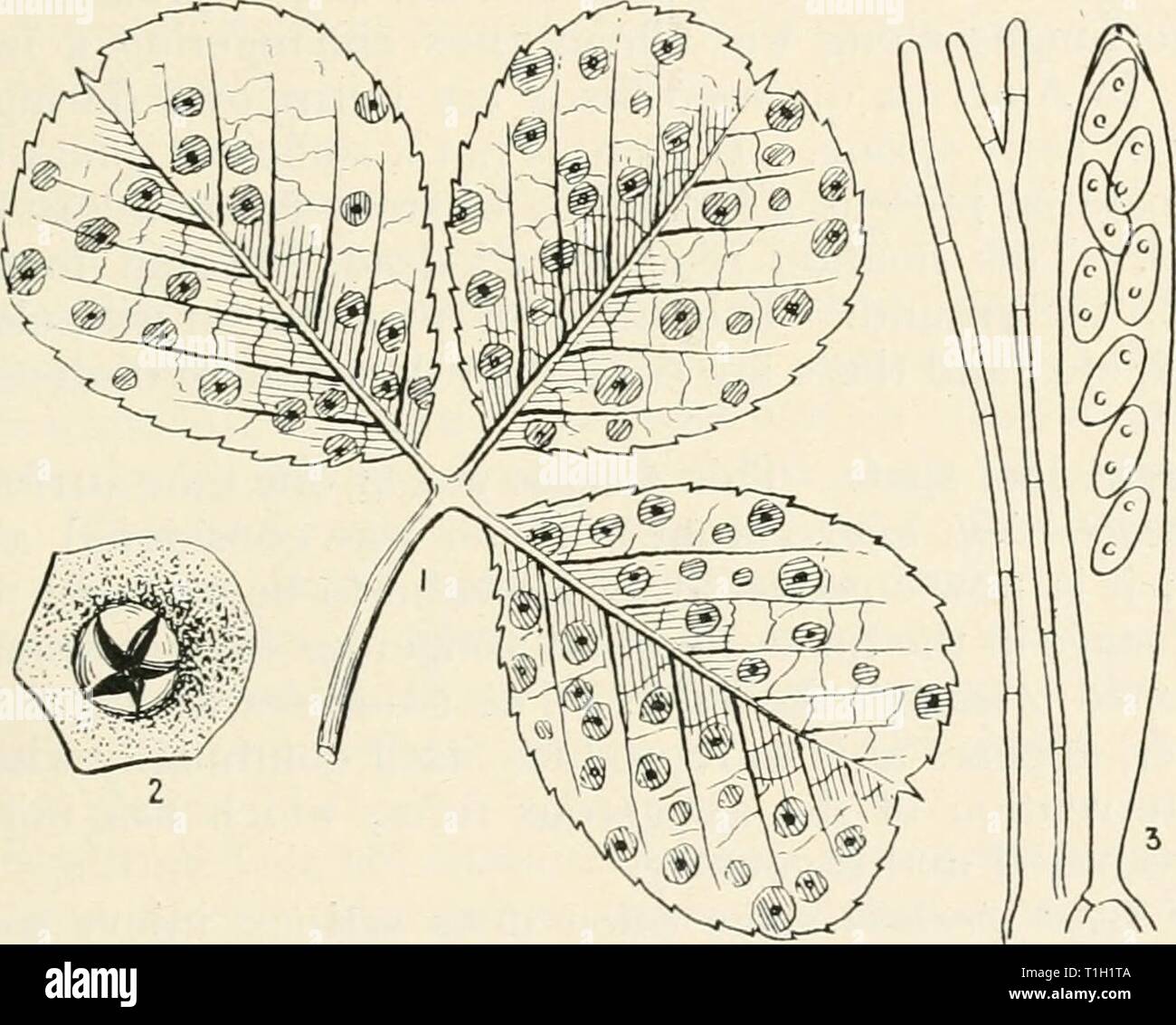 Diseases of cultivated plants and Diseases of cultivated plants and trees  diseasesofcultiv00massuoft Year: [1910?]  PSEUUOPEZIZA 277 The disease is favoured by damp soil and a damp atmo- sphere, being most abundant near the wind-shelters formed by scarlet-runners. It is recommended that the use of scarlet-runners be aboUshed, and that French beans be used instead as wind-screens. Oudemans and Konitig, Konin. Akad, Wetcnsch, te Amster- dam, p. 48, June 1903. PSEUDOPEZIZA (FcKL.) Ascophore erumpent, sessile, glabrous, minute; asci clavate, 4-8 spored; spores hyaline, smooth, elongated, con- tin Stock Photo