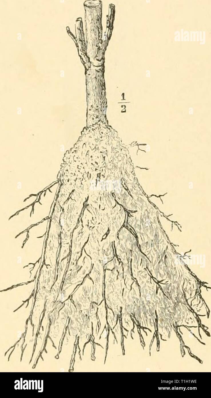 Diseases of plants induced by Diseases of plants induced by cryptogamic parasites; introduction to the study of pathogenic Fungi, slime-Fungi, bacteria, & Algae  diseasesofplants00tube Year: 1897  274: ASCOMYC'ETES. glutinous; it consists of small eight-spored asci over which project septate paraphyses, and also non-septate paraphyse-like structures which discharge a brown secretion. The ascospores are unicellular, hyaline, and canoe-shaped; on germination they give off a germ-tube which immediately develops into a septate mycelium. The mycelium is found in the intercellular spaces of the rind Stock Photo
