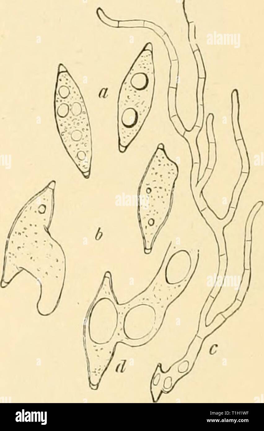 Diseases of plants induced by Diseases of plants induced by cryptogamic parasites; introduction to the study of pathogenic Fungi, slime-Fungi, bacteria, & Algae  diseasesofplants00tube Year: 1897  Fig. U(i.—Ront-system of a Silver Fir overgrown and killed by the mycelium of Rliizina uiululala. (After Hartig.)    Fig. 147.—Ascospores of Rhizina. a, As taken from the ascus; b, 24 hours after sowing; c, 48 hours after sowing ; d, the spore of c enlarged. (After Hartig.) filled up. Masses of fungoid pseudoparenchyma are frequently formed between the dead and diseased tissues. Strands of the nature Stock Photo