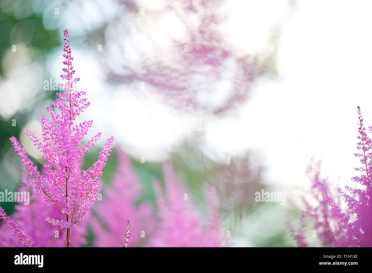 Astilbe flowers blooming in summer. Selective focus and shallow depth of field. Stock Photo