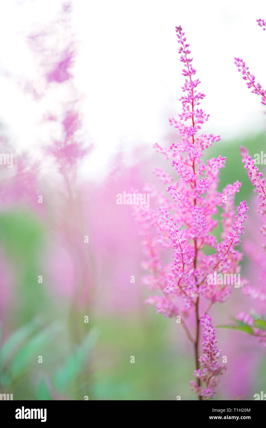 Astilbe flowers blooming in summer. Selective focus and shallow depth of field. Stock Photo