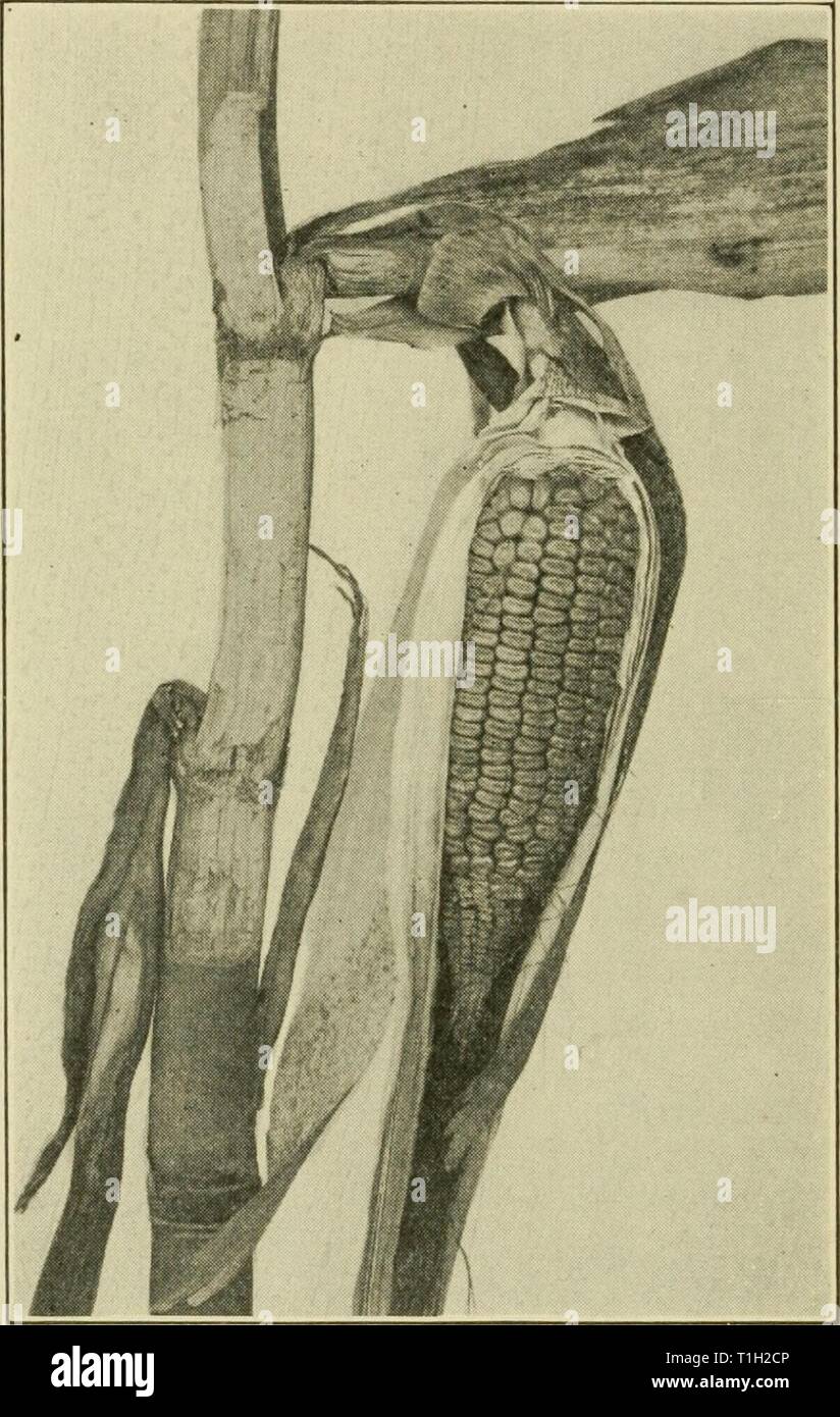 Diseases of economic plants (1921) Diseases of economic plants  diseasesofeconom01stev Year: 1921  290 Diseases of Economic Plants Selby, in Ohio. In 1914, Pammel, in Iowa, called attention to a serious root-rot of corn caused by a Fusarium. The disease is now known to prevail generally throughout the corn belt both in the South and the North. Though no ac-    FiG. 153. — Rotten stalk and the nubbin re- sulting. After Hoffer. curate estimate has been made of the amount of damage, it is known that the loss is large. Among the symptoms are: 1. Poor stands due to missing hills, caused by defectiv Stock Photo