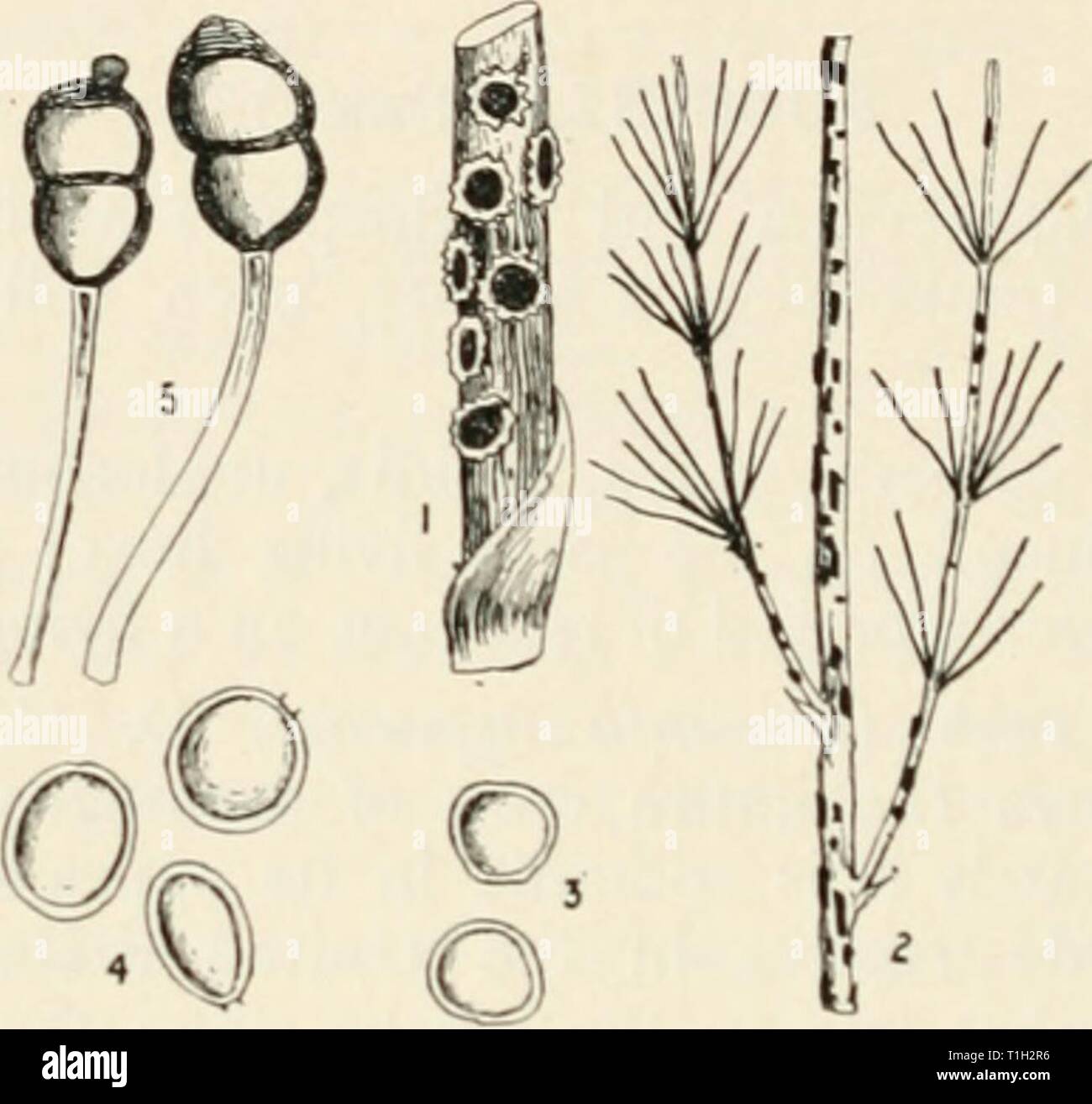 Diseases of cultivated plants and Diseases of cultivated plants and trees  diseasesofcultiv00massuoft Year: [1910?]  298 DISEASES OF CULTIVATED PLANTS Mint rust, caused by Puccinia fnenihae (Pers.), often com- pletely destroys entire beds of mint. All stages of the fungus are produced on the same host. The cluster-cup condition of the fungus appears first somewhat early in the season, and is most abundant on the stems, which become much twisted, distorted, and swollen, and more or less covered with the    I'iG. 87.—Puccinia asparagi. 1, aecidium stage on a young shoot of asparagus ; 2, teleuto Stock Photo