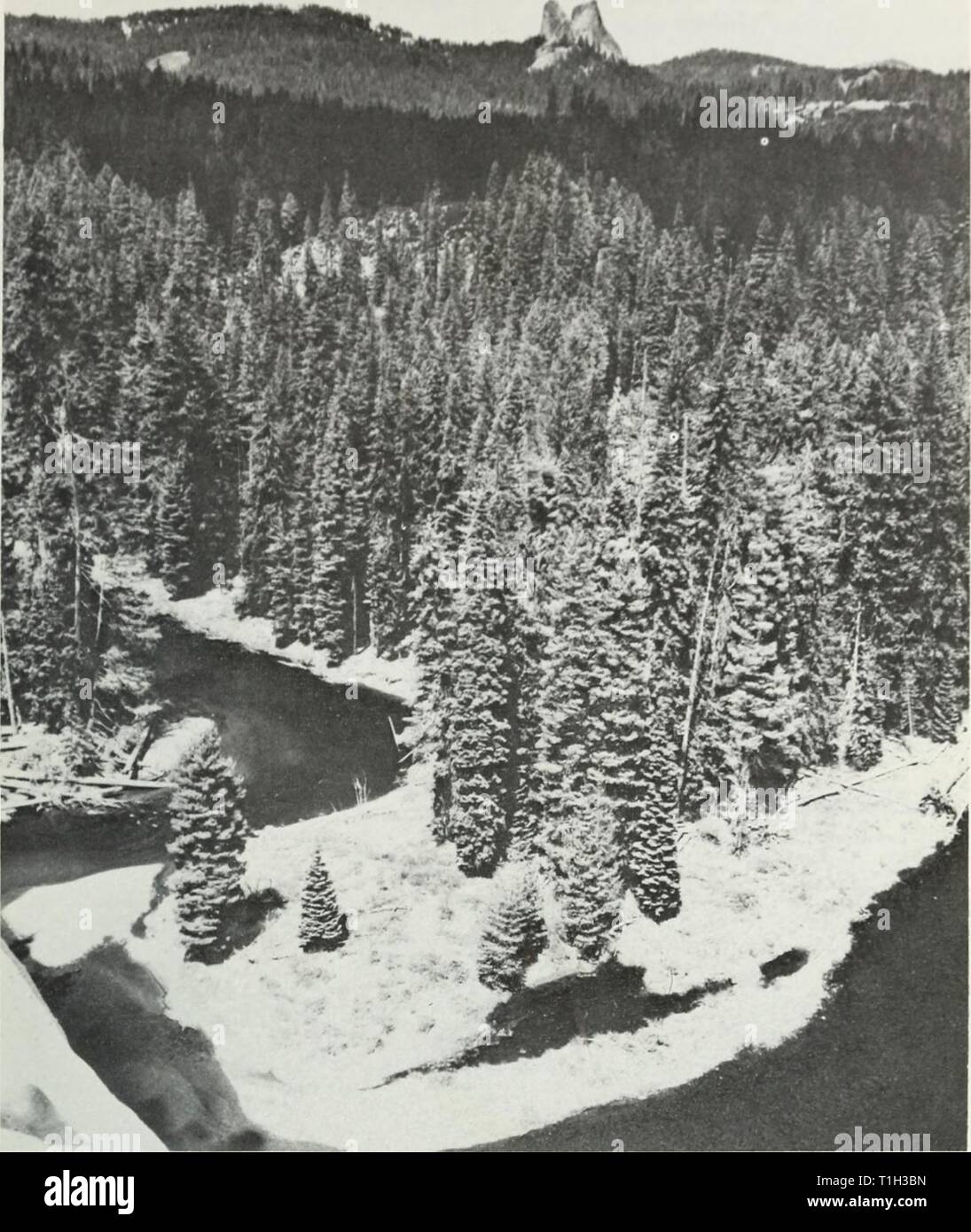 The distribution and occurrence of The distribution and occurrence of the birds of Jackson County, Oregon, and surrounding areas  distributionoccu70brow Year: 1975  BJKDS OF JACKSOX CO., 01{K(;0X, & Sl ltliOl XDIXO AltKAS 9    Fig. 5. Mixed Conifer Forest north of Union Creek at 1,219 m. Franklin and Dyrness (1973) differentiated this communitA' into two zones. The western Siskiou Mountains are considered to be in the Mixed-Evergreen {Pseudotsuga-'QQTo)) Zone. The most dominant tree species are Pseudotsuga menziesii and Lithocarpus densifloriis. The west slope of the Cascades and the ea Stock Photo