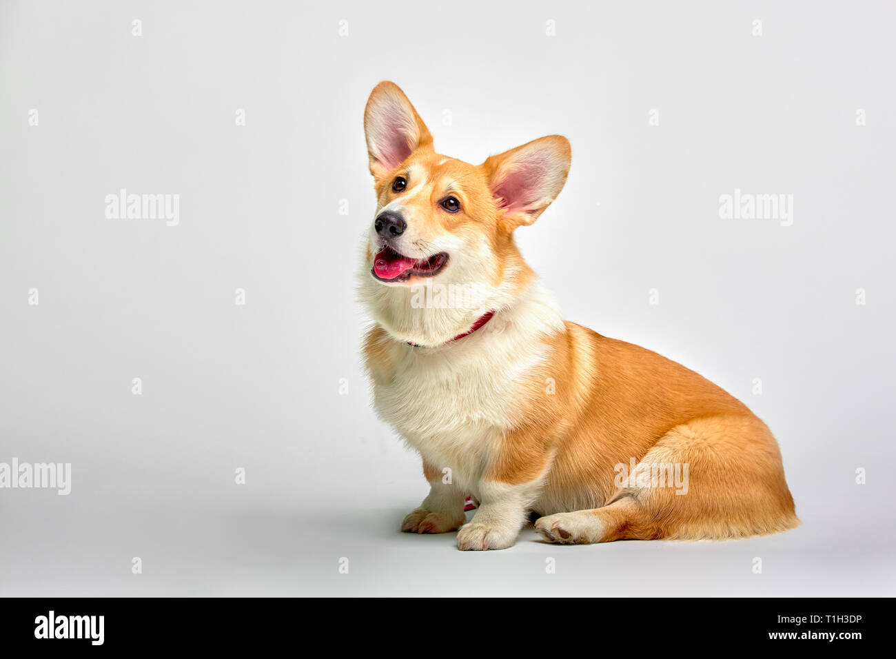 Welsh corgi pembroke in studio hi-res stock photography and images - Alamy