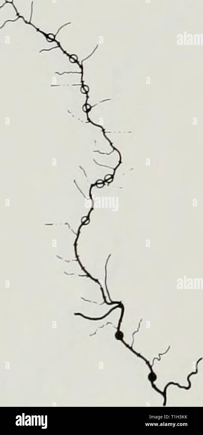 A distributional atlas of Upper A distributional atlas of Upper Mississippi River fishes  distributionalat73smit Year: 1971  HYPENTELIUM NIGRICANS ICTIOBUS BUBALUS ICTIOBUS CYPRINELLUS Stock Photo