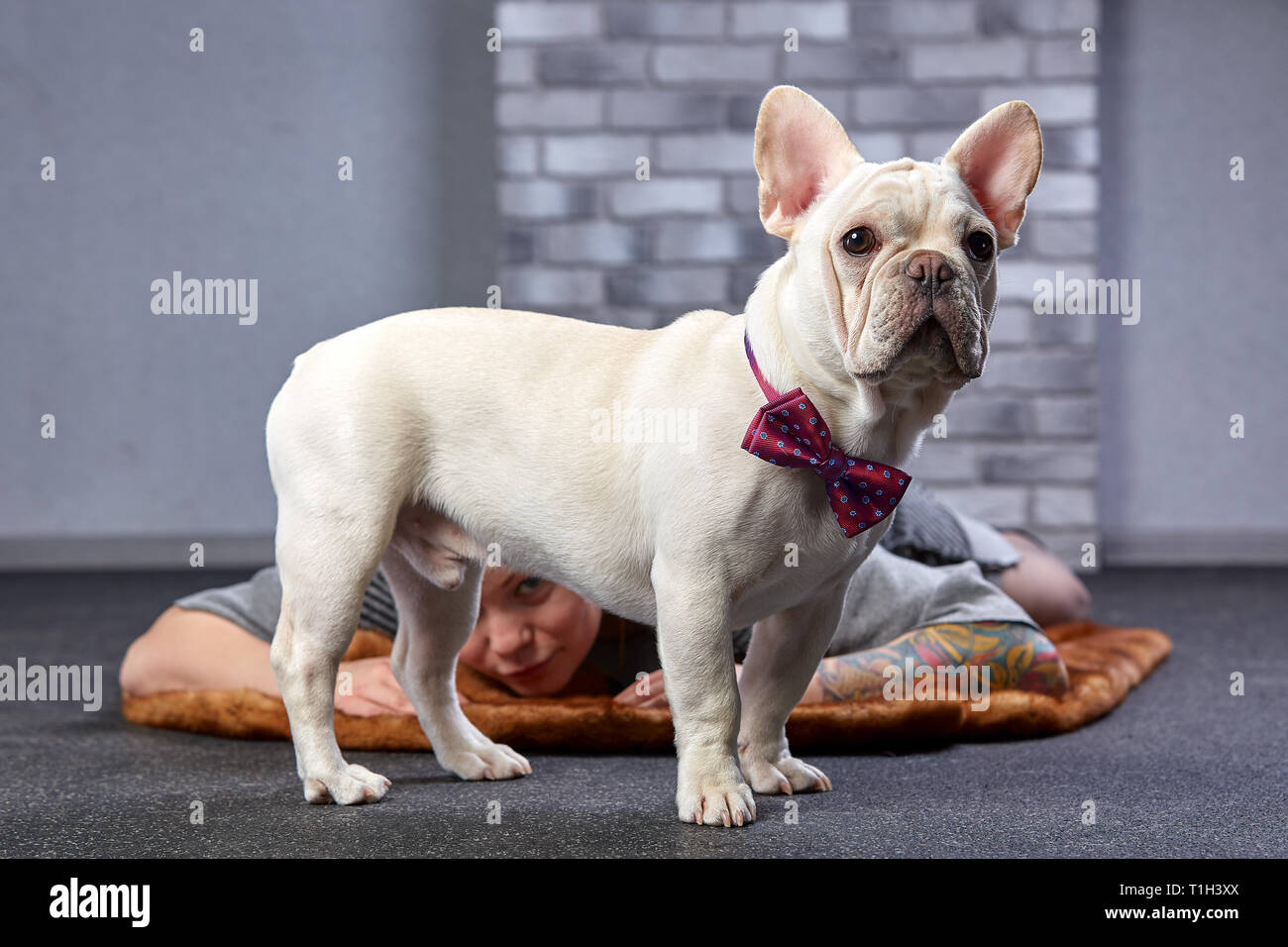 A Cute Fawn Colored French Bulldog Studio Shot Stock Photo Alamy