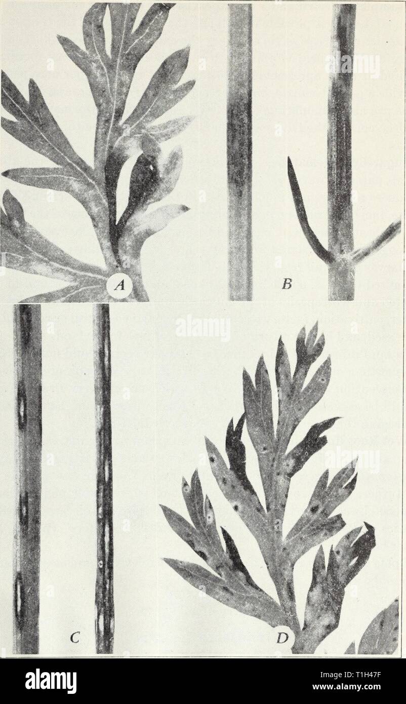 Diseases of truck crops  Diseases of truck crops / Ralph E. Smith  diseasesoftruckc119smit Year: 1940  24 California Agricultural Extension Service [Cir. ii9 m 'nl iB 1 M JaH 'Hi -oH c    Fig. 11.—Carrot blight: A, early (Cercospora) on leaf; 5, same on stem; C, late (Macrosporium) on stem; D, same on leaf. (All enlarged.) Stock Photo