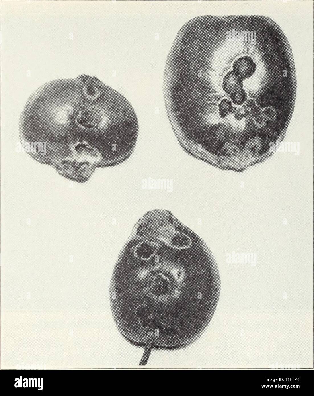 Polystictus hires stock photography and images Alamy