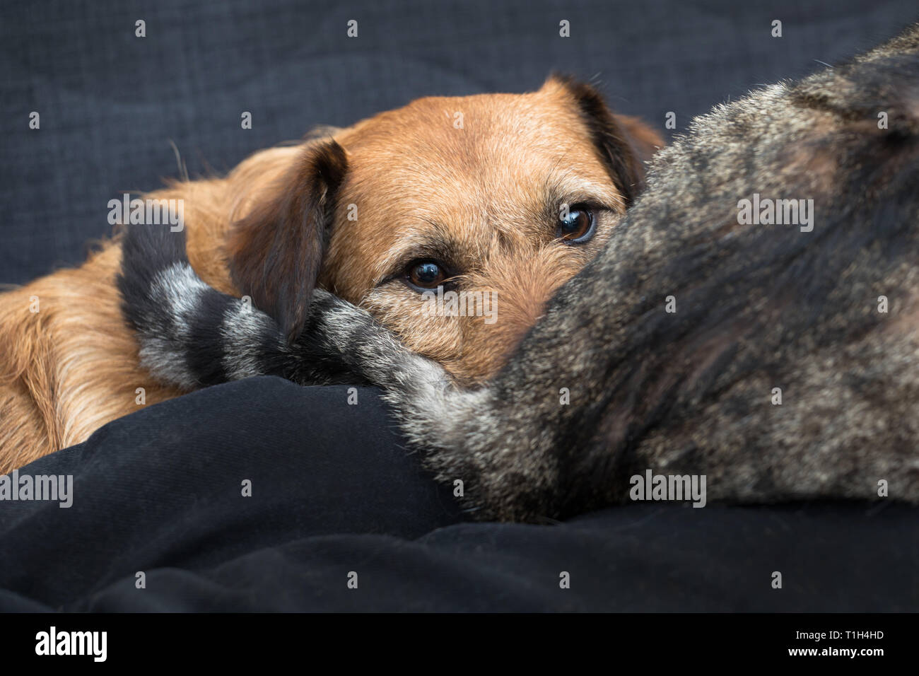 Love Cat Dog Stock Photos Love Cat Dog Stock Images Alamy