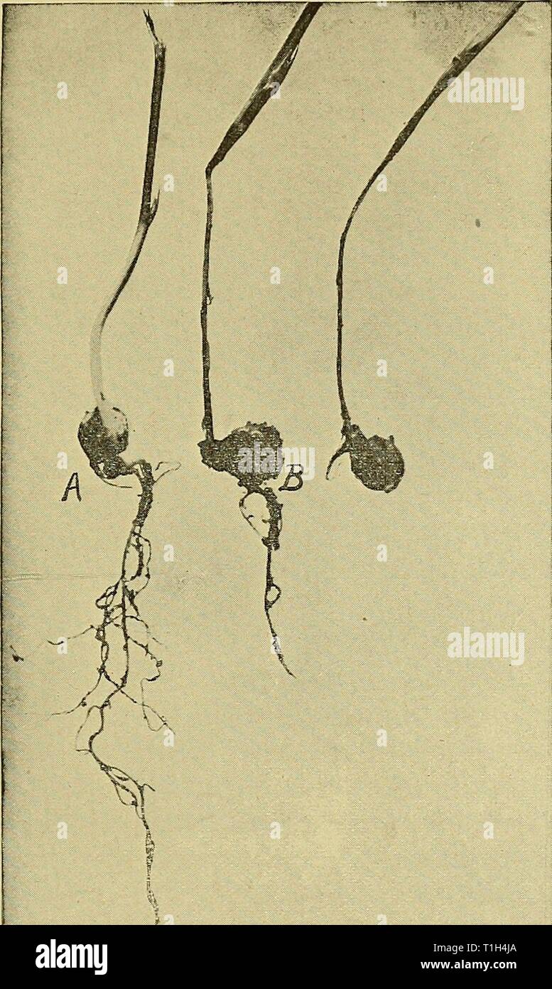 The diseases of the sweet The diseases of the sweet pea ..  diseasesofsweetp00taub Year: 1914  21 Symptoms of the Disease. Severely infected plants have prac- tically no root system (Fig. 9). In less infected plants only one or two rootlets may be destroyed. The fungus produces a browning effect of    H i -- - J Fig. 9. Eoot rot caused by Rhizoctonia. (A) healthy. (B) diseased. the root before total destruction sets in. In very early stages of infec- tion the seedlings are seen to have a wilted appearance; as the disease progresses the infected seedlings fall over and collapse. The fungus is n Stock Photo