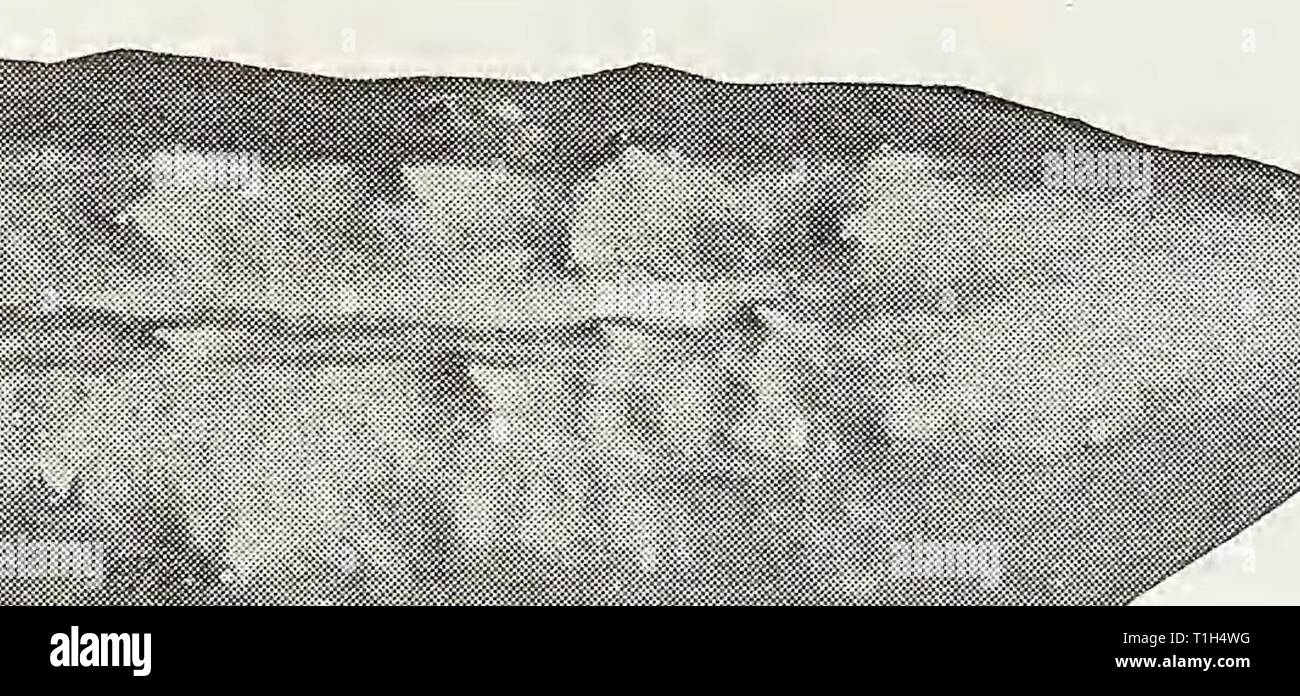 Landreth Landreth seed hi-res stock photography and images - Alamy