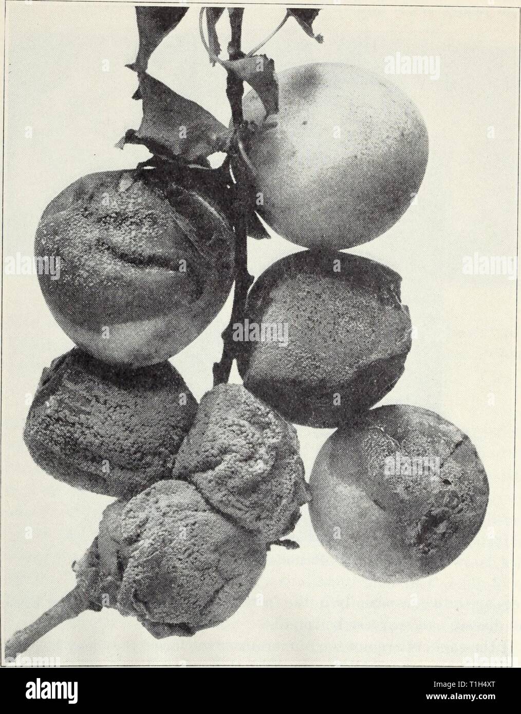 Diseases of fruits and nuts Diseases of fruits and nuts  diseasesoffruits120smit Year: 1941  0 California Agricultural Extension Service [Cir. 120 bodies of the trees covered with a spray of bordeaux mixture at all times might be advisable with young apricot trees in places where bacterial gummosis is very troublesome. Blackheart, Wilt, Verticilliosis.—In this disease of young apricot    Fig. 14.—Brown rot of apricot fruit. trees, some of the shoots and branches die suddenly in summer, the leaves remaining attached, and the wood is darkened far back into the tree. The disease is caused by a so Stock Photo