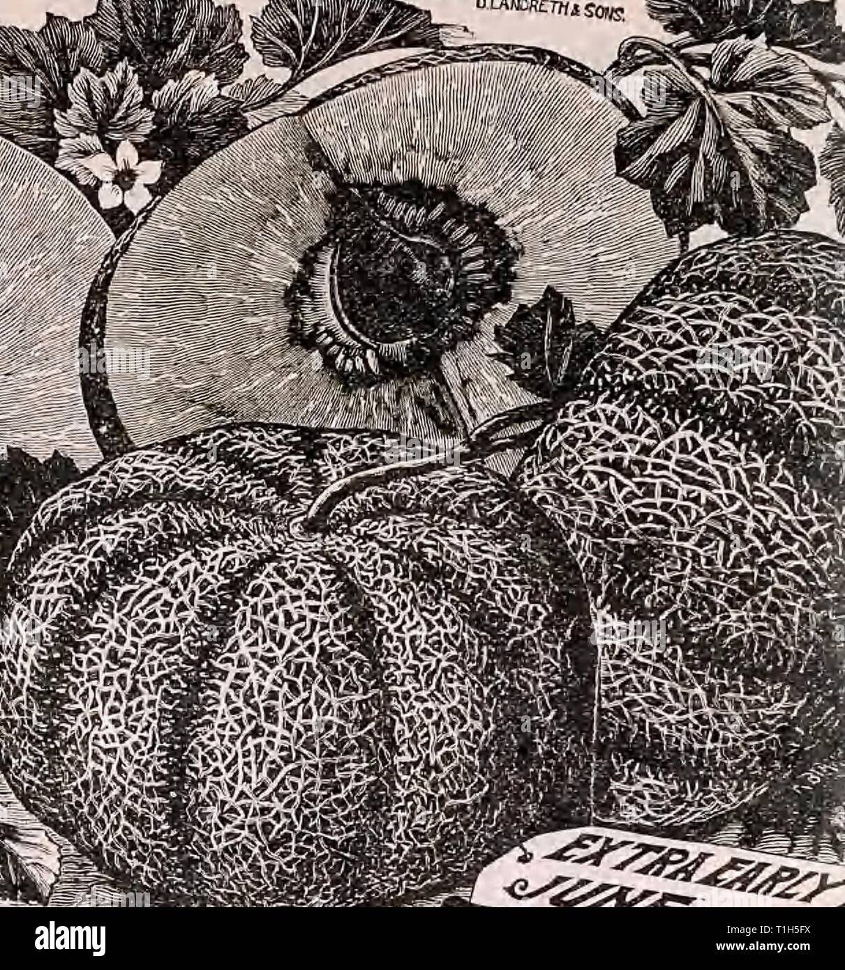 D Landreth Seed Company  D. Landreth Seed Company : [catalog]  DLandrethSeedCo00LandB Year: 19uu  CANTALOUPE OR CITRON. 33 CANTALOUPE OR CiTRONâcontinued. 4iine Arundel.âA tliiek oval Melon of firet size, ribs very distinct iinil tieitcd nil over. Flesh green and sugary. It is in all res'pects one of ilie best or Melons, its entire webbing or netting fits it to resist abrasion diiruitr 'li'pnienl. Pkts. 10c.; oz. 15p. Xetted Kutmes: Cantaloupe.âPkls 5c. ami 10c.; peroz. lOc Larjje Acme.âc. nndlOc.; peroz. 10c. Missouri.âA new sort of rare (food qualUy. Form globular, flattened at f!acUeud; Avc Stock Photo