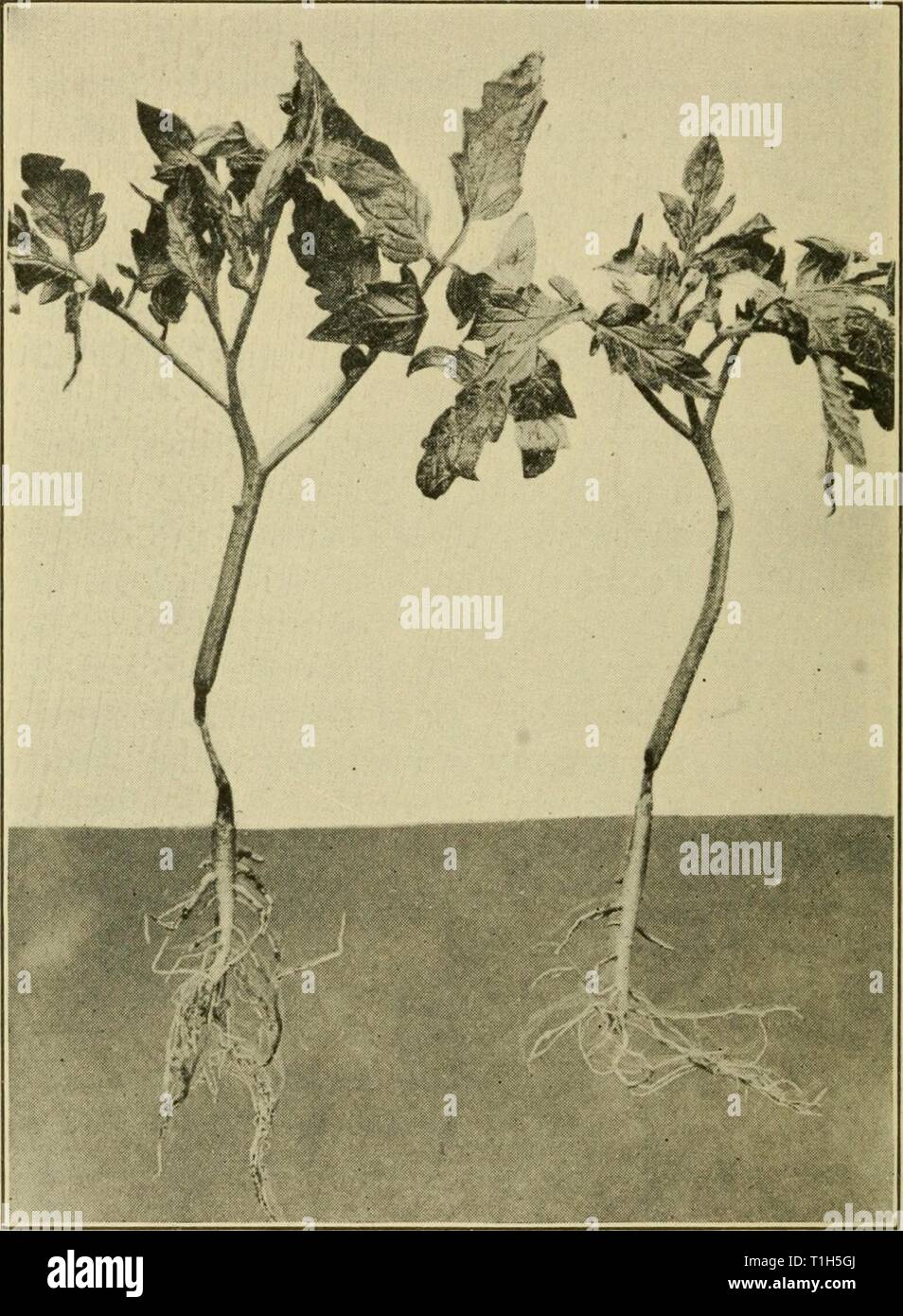 Diseases of economic plants (1921) Diseases of economic plants  diseasesofeconom01stev Year: 1921  20 Diseases of Economic Plants of fungi, prominent among them being Pythium, Thielavia, Corticium, Fusarium, Botrytis, Sclerotinia, Sclerotium, Phoma, Volutella, Phytophthora, CoUetotrichum, Gloeospo-    FiG. 4. — Stems of young greenhouse tomato plants damped- off frcm attacks of Corticium. After Humbert. rium. The fungus which causes this condition ma} often be seen as a weft of myceHum around the base of the diseased plant, or even creeping over the ground to some distance. Stock Photo