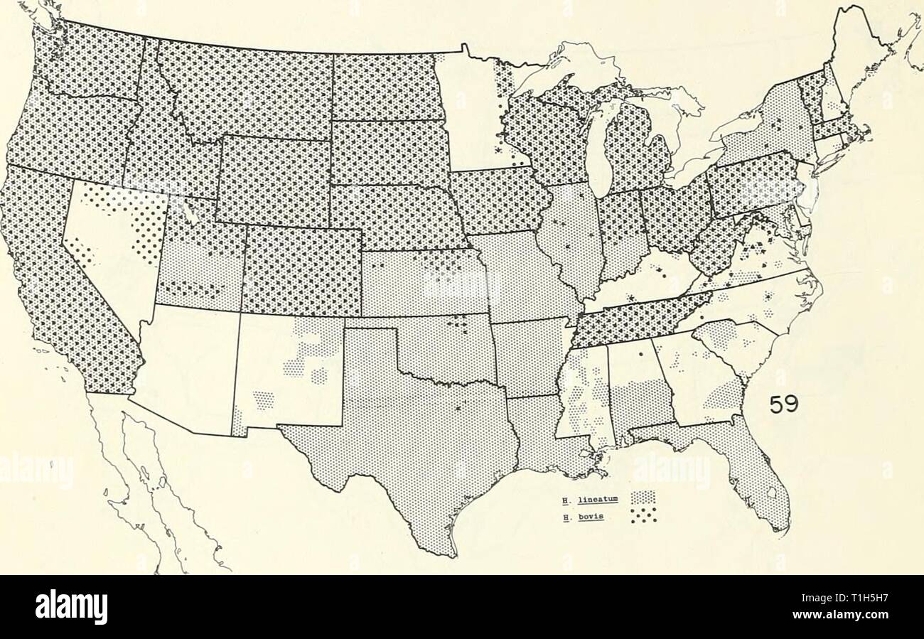 Distribution maps of some insect Distribution maps of some insect pests in the United States  distributionmaps00unit Year: 1959  - 32 - INSECTS AFFECTING MAN AND ANIMALS Hypoderma spp. (cattle grubs)    Supella supellectilium (brown-banded roach) Stock Photo