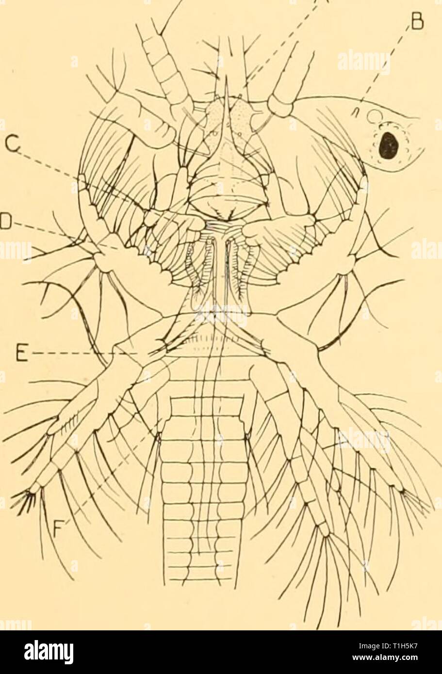 Discovery reports (1941) Discovery reports  discoveryreports20inst Year: 1941  LARVAE OF SERGESTES 25 Elaphocaris 3 (Fig. 15 b). Length i-86. Rostrum i-omm. Rostrum much shorter in proportion than in stage 2, but about as long as carapace. Supraorbital, lateral and posterior processes very hispid. Supraorbital longer than eye. Telson as in stage 2. Abdominal somites with very small pleural spines, and with very small dorsal points. Eye about three-quarters length of carapace, the eyeball asymmetrical. Papilla not seen in dorsal view. Colour. Red in rostrum, and two lines down thorax and abdome Stock Photo