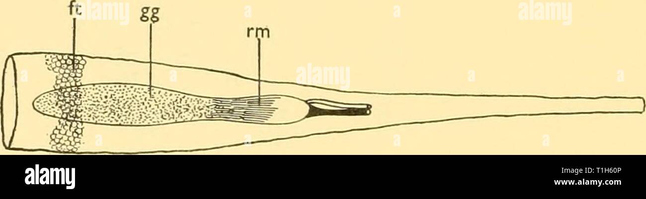 Length 13 Ft 3 In High Resolution Stock Photography And Images Alamy