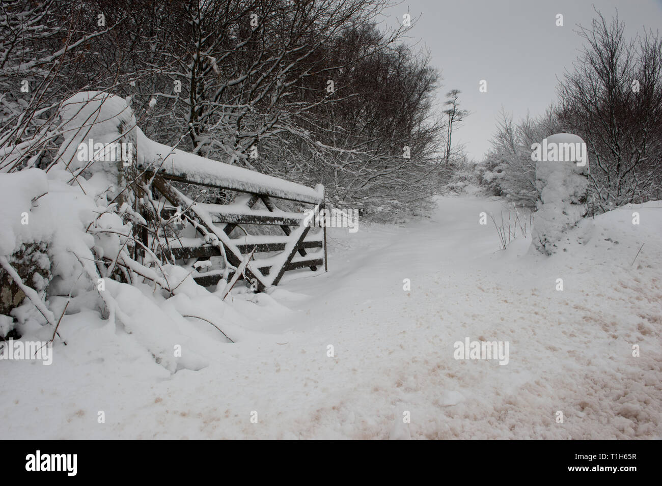 five bar gate covered in snow, open gate into field Stock Photo