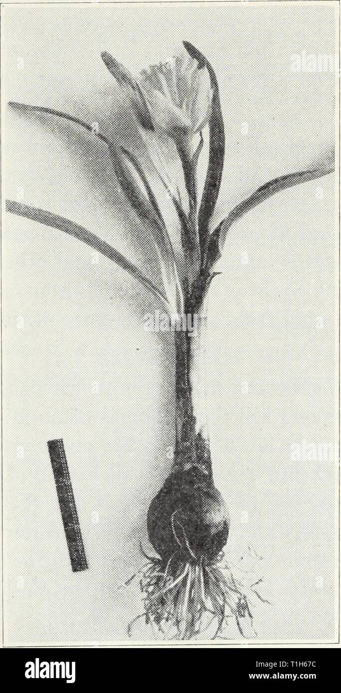 Diseases of flowers and other Diseases of flowers and other ornamentals  diseasesofflower118smit Year: 1940  42 California Agricultural Extension Service [Cm. 118 NARCISSUS7 Basal Rot, Fusarium Rot.—The bulbs in storage, or sometimes when dug from the ground, may show a rather dry rot, starting around the basal plate and extending into the fleshy scale bases. A white or pinkish-white fungus mold, a species of Fusarium, develops on the surface. To control this disease, sort out and discard all defective bulbs in dig-    Fig. 13.—Narcissus mosaic disease. ging, avoid rough handling, and cure the Stock Photo