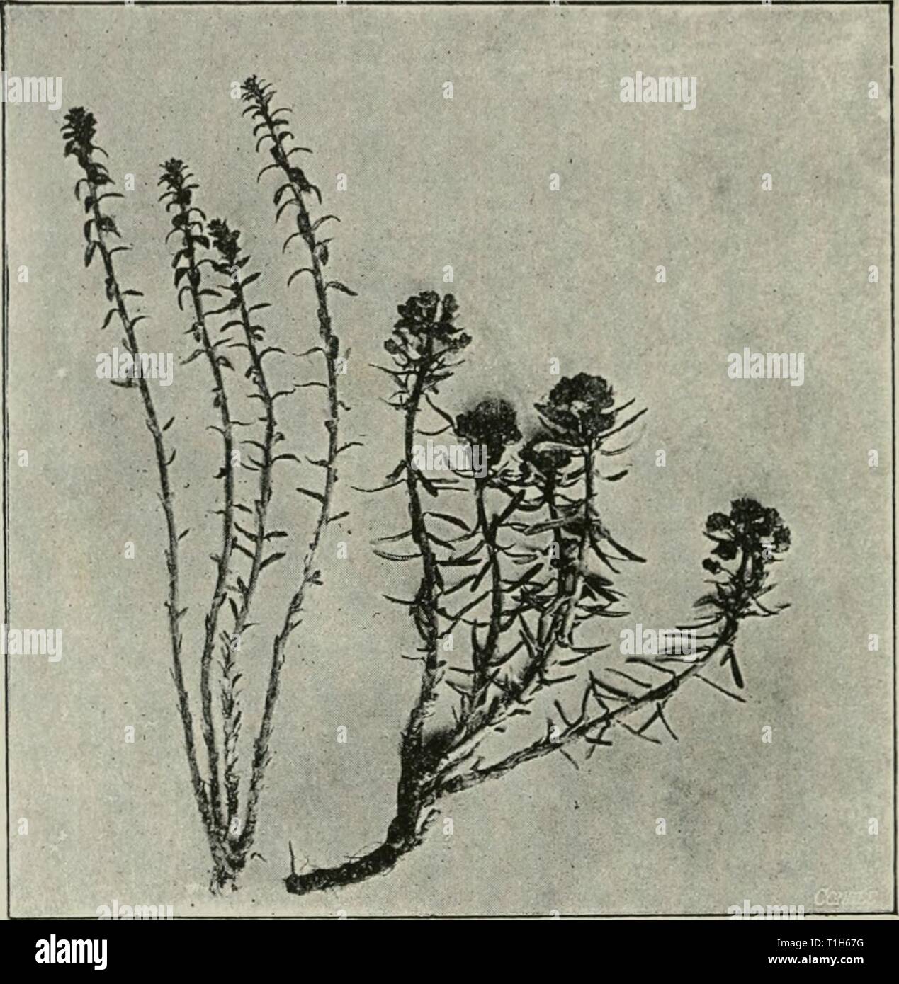 Diseases of plants induced by Diseases of plants induced by cryptogamic parasites; introduction to the study of pathogenic Fungi, slime-Fungi, bacteria, & Algae  diseasesofplant00tube Year: 1897  24 REACTION OF HOST TO PARASITKJ ATTACK. True atrophy is best seen in those cases where flower-forma- tion is suppressed. This effect of parasitic fungi on their host is by no means uncommon, the fungus alone reproducing itself, while the assimilating host-plant remains sterile. This atrophy is found not only in annual plants, but also in those where the symbiosis might be designated as perennial. The Stock Photo