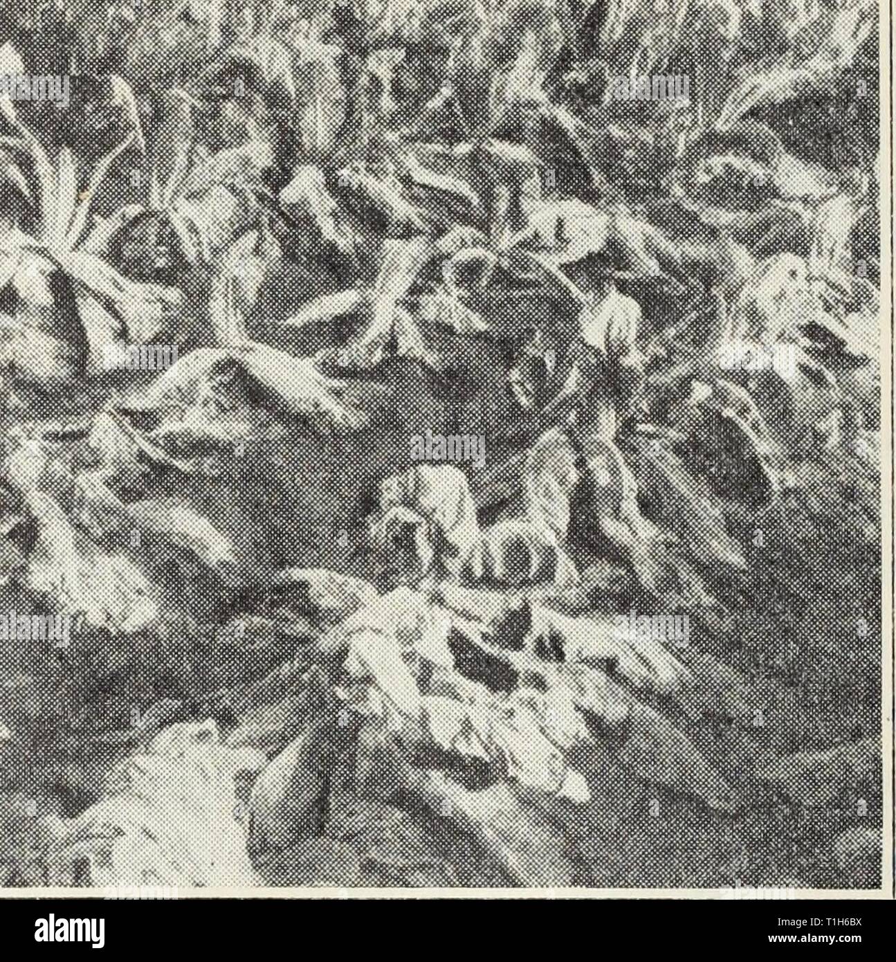 Diseases of truck crops  Diseases of truck crops / Ralph E. Smith  diseasesoftruckc119smit Year: 1940  im - ji.    Fig. 23.—Cauliflower plants affected by root rot in a low, wet corner of the field. fected plants is the only method known at present for holding these virus diseases in check. White Rust.—In this disease, the stems, leaves, or flower stalks may be swollen and deformed. White, blisterlike, spore pustules of the fungus. Albugo Candida, appear on the surface. The disease is not often serious, but is most common on radish and certain cruciferous weeds like shep- herd's purse. Affecte Stock Photo