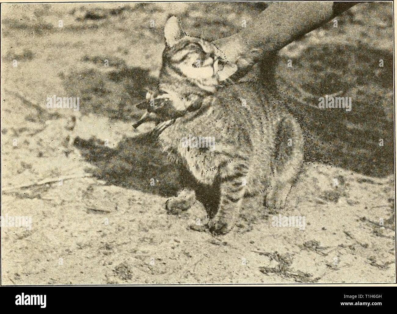 The domestic cat; bird ... The domestic cat; bird killer, mouser and destroyer of wild life; means of utilizing and controlling it  domesticcatbirdk00forb Year: 1916  PLATE III.    Fig. 1. — A Cat that has been 'taught not to kill Bibds.' After which she killed them 'on the sly.' The warbler just killed by her is tied under her chin to 'cure' the bird-killing habit, but the expedient failed. She still kills birds. Stock Photo