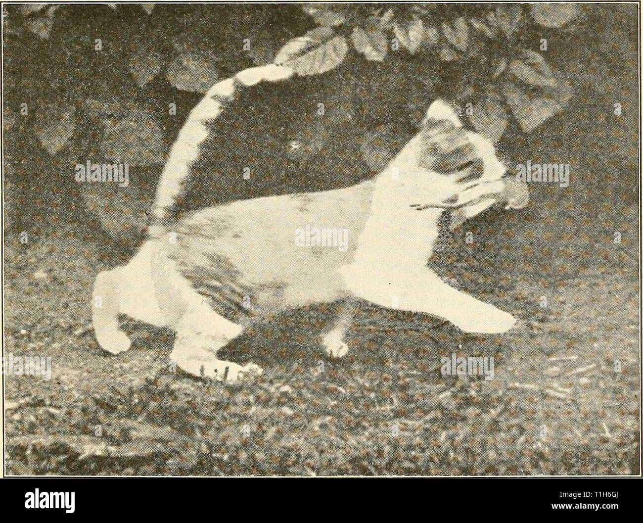 The domestic cat; bird ... The domestic cat; bird killer, mouser and destroyer of wild life; means of utilizing and controlling it  domesticcatbirdk00forb Year: 1916  Fig. 1. — A Cat that has been 'taught not to kill Bibds.' After which she killed them 'on the sly.' The warbler just killed by her is tied under her chin to 'cure' the bird-killing habit, but the expedient failed. She still kills birds.    Fig. 2. — Fifty-eight Birds in one Season. This well-fed pet cat was known to kill fifty-eight birds in one year, including the young in five nests. (Photograph by Mr. A. C. Dike, first publish Stock Photo