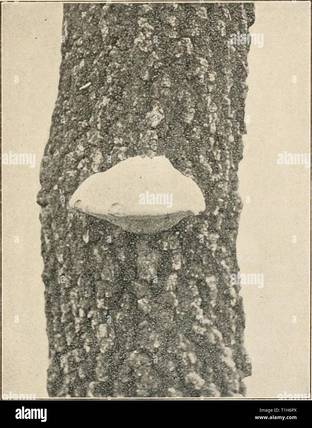 Diseases of deciduous forest trees Diseases of deciduous forest trees  diseasesofdecidu00schruoft Year: 1909  DISEASES CAUSED BY WOUND FUNGI. 41 SOFT ROT OF OAKS CAUSED BY POLYPORUS OBTUSUS. A number of species of the black oaks, notably Quercus marilandica Muench. and Q. velutina Lam., are affected with a disease of the heart- wood which has been determined by Spaulding (94) to be due to Poly- j)orus ohtusus Berk. Diseased trees have been found in the eastern part of the United States, and notably in the central Mississippi Val- ley; a large number of trees are usually found aft'ected in a lo Stock Photo