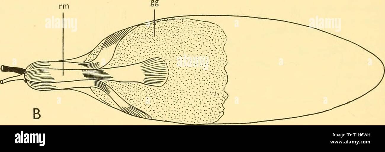 Discovery reports (1962) Discovery reports  discoveryreports31inst Year: 1962  Text-fig. 17. Swimbladder of Hygophum benoiti, seen (a) laterally, and (b) ventrally. gg, gas-gland; ov, oval; rm, rete mirabile. (a, x 13-5; b, x 19.) Benthosema glaciale (Reinhardt) (Text-fig. i8d-f) Position, 13° 25' N., 180 22' W., 28. x. 25, N 450 V, 90o(-o) m. B.M. Reg. no. 1930.1.12. 641-7. Standard length of fish 45-5 mm. B.M. Reg. no. 1911.2.8. 3-12. Between Faroes and S.W. Ireland. Standard length of fish 58-5 mm. The swimbladder of this myctophid is thin walled and lies above the stomach. In the 45-5 mm.  Stock Photo