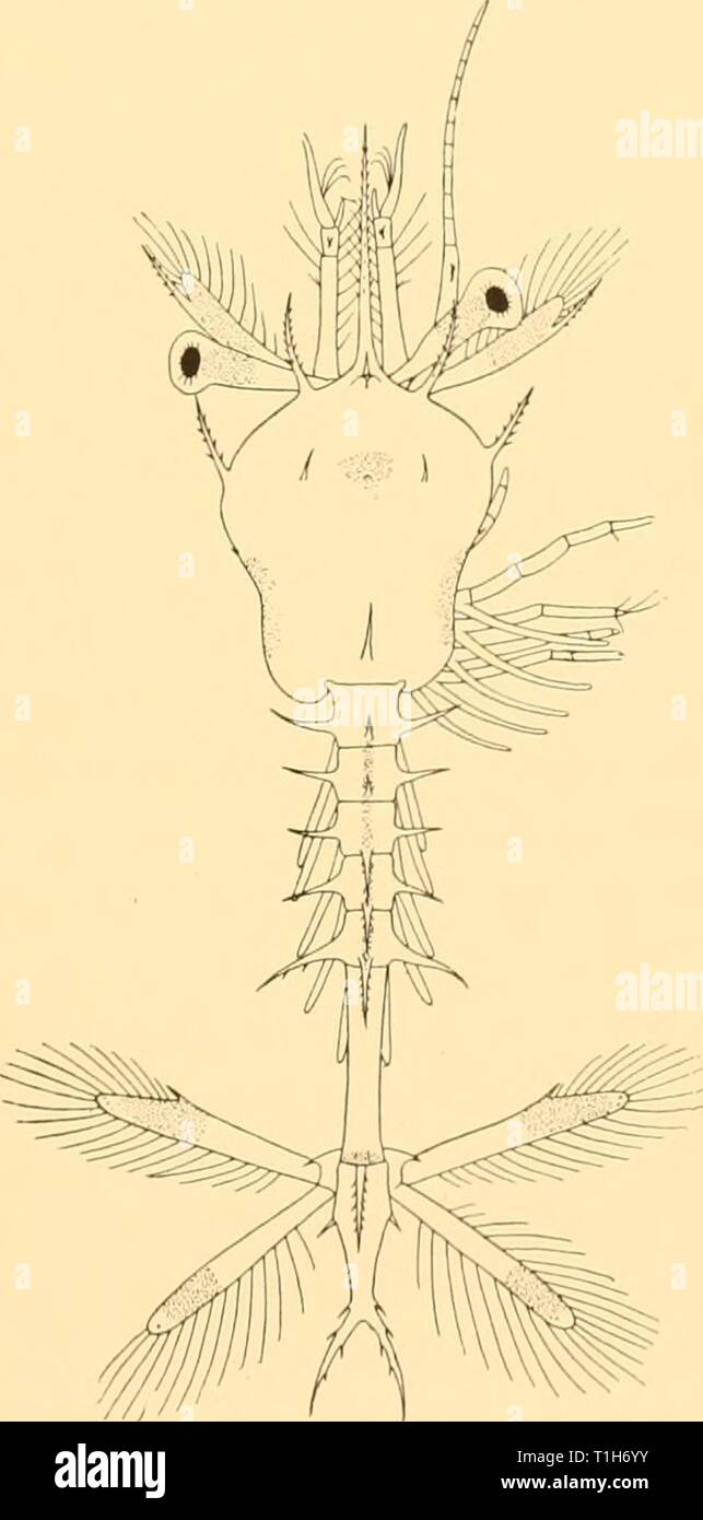 Discovery reports (1941) Discovery reports  discoveryreports20inst Year: 1941  LARVAE OF SERGESTES 37 Description. Elaphocaris i (Fig. 28 a). Length 0-64 mm. Anterior process quadrifid at end. Lateral process curving backwards, with seven spines. Posterior process with two pairs of spines. Dorsal organ present, small. Telson arms divergent, slender, spine 5 of same length as 4. Elaphocaris 2 (Fig. 28 b-d). Length about i mm. Rostrum 0-64 mm. Rostrum as long as carapace, swollen at base, where it bears four spines dorsally on either side. Lateral process long, hispid, directed backwards. The hi Stock Photo
