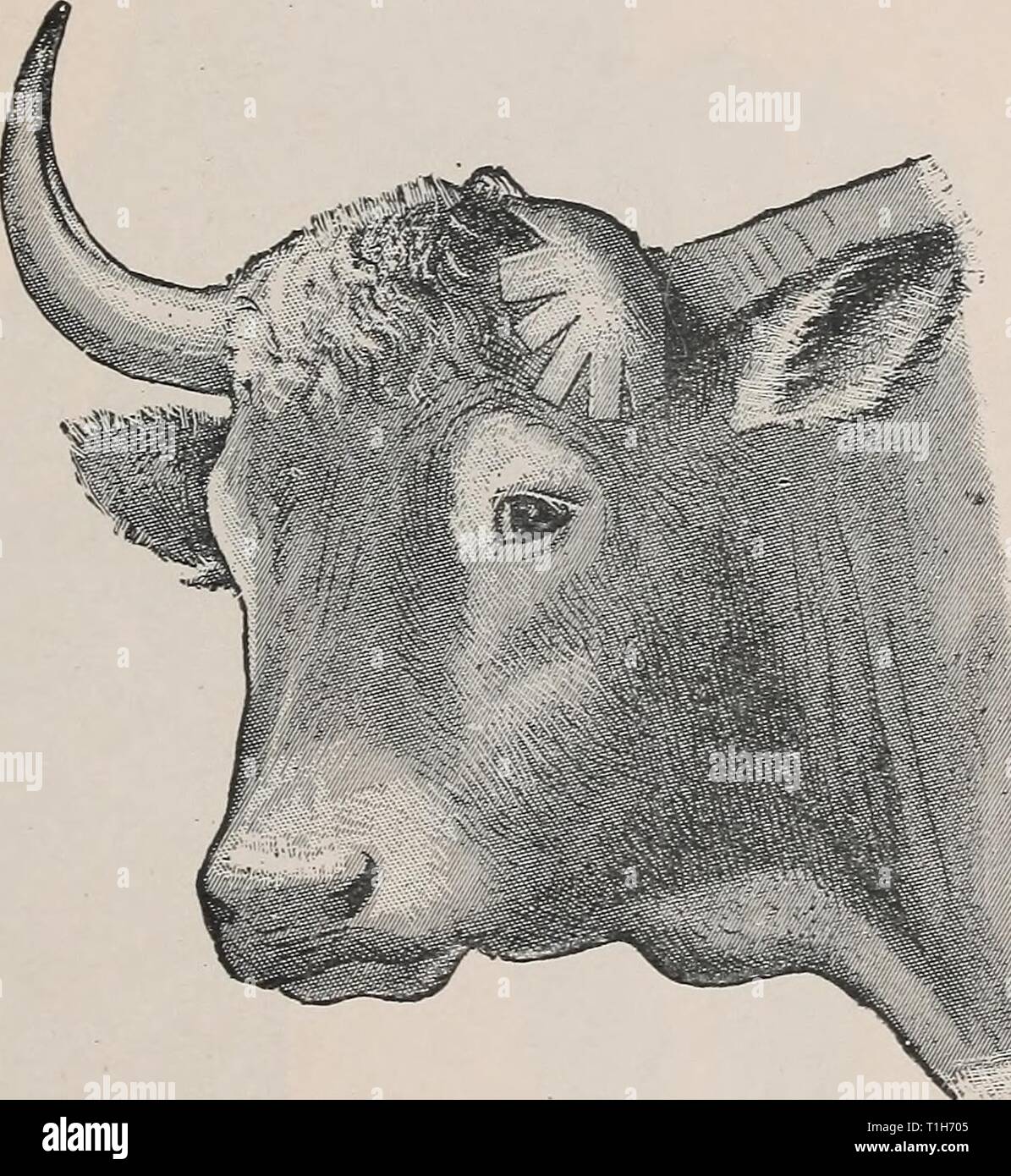 Diseases of cattle, sheep, goats Diseases of cattle, sheep, goats and