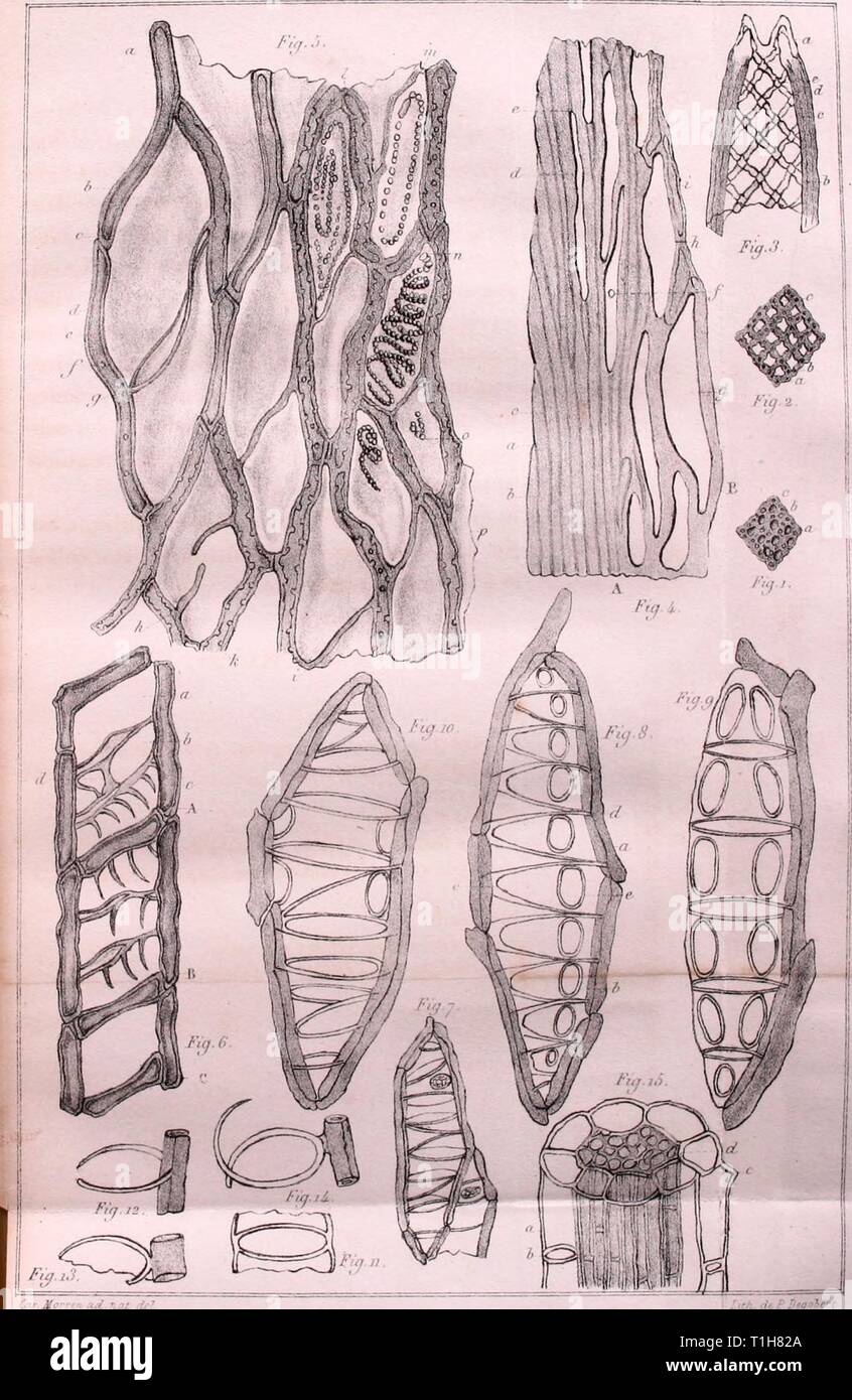 Dodonæa  ou, recueil d'observations Dodonæa : ou, recueil d'observations de botanique  dodonaourecuei12morr Year: 1841  Sphagnum acutifolium. Ehrh. Stock Photo