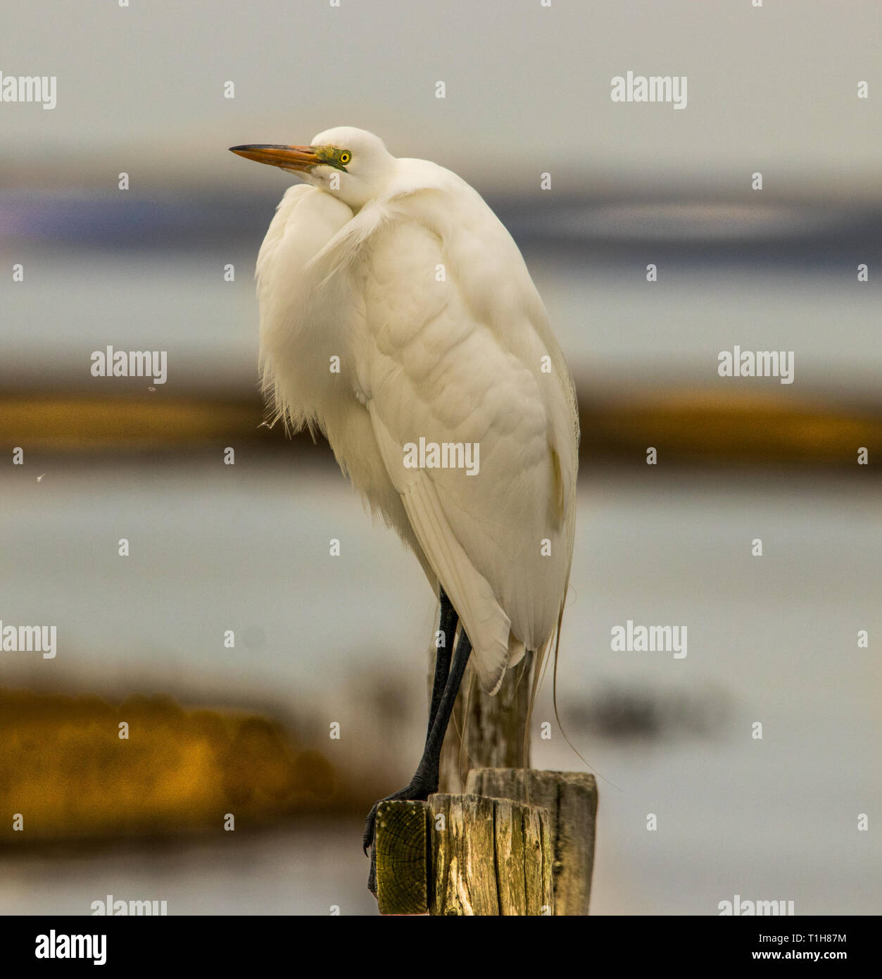 Waterfowl orange white bill hires stock photography and images Alamy