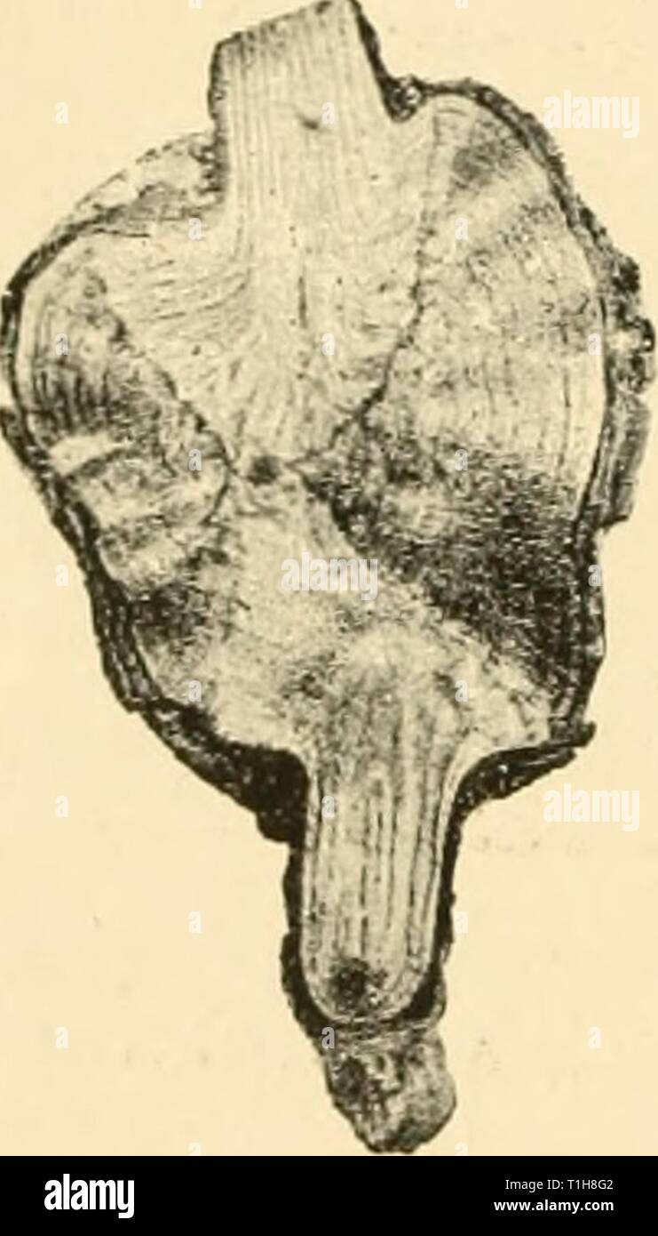 Diseases of plants induced by Diseases of plants induced by cryptogamic parasites; introduction to the study of pathogenic Fungi, slime-Fungi, bacteria, & Algae  diseasesofplants00tube Year: 1897  44 REACTION OF HOST TO PARASITIC ATTACK. to increase in the actual wood elements. Tliis is the case in twigs of silver fir witches' brooms, in young swellings of juniper attacked by Gjjninosporcuigiu.m, and in the thickened twigs of Alhizzia resulting from Uromyces Tcpperianus (Fig. 181). There may be, however, a distinctly increased growth of the wood. Thus, with attacks of Gymnosporangimn frequenti Stock Photo