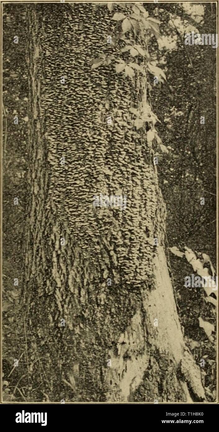 Diseases of deciduous forest trees Diseases of deciduous forest trees  diseasesofdecidu149vons Year: 1909  SAP-ROTS OF SPECIES OF DECIDUOUS TREES. 57 trunk. The forest fire may not seem to have injured the tree at the time, although the heat may have been sufficient to kill the cambium layer over a considerable area. The bark over such areas dries out and cracks, and it is in such dead bark that this fungus finds a favor- able entrance. Within a few months after the injury the sporophores of Pobjst ictus pergamenus are found growing on the dead bark, and the decay caused by the fungus extends  Stock Photo