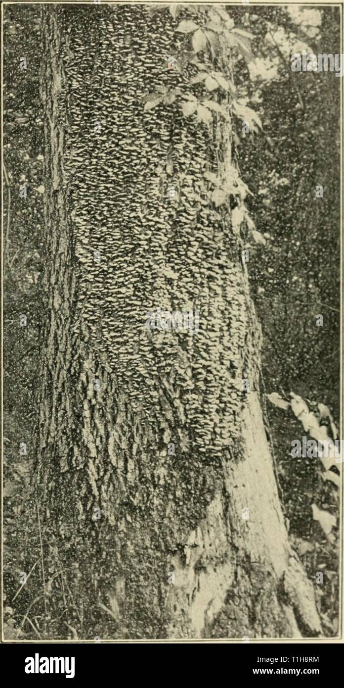 Diseases of deciduous forest trees Diseases of deciduous forest trees  diseasesofdecidu00vons Year: 1909  SAP-ROTS OF SPECIES OF DECIDUOUS TREES. 57 trunk. The forest fire may not seem to have injured the tree at the time, although the heat may have been sufficient to kill the cambium layer over a considerable area. The bark over such areas dries out and cracks, and it is in such dead bark that this fungus finds a favor- able entrance. Within a few months after the injury the sporophores of Polystictus pergamenus are found growing on the dead hark, and the decay caused by the fungus extends ra Stock Photo