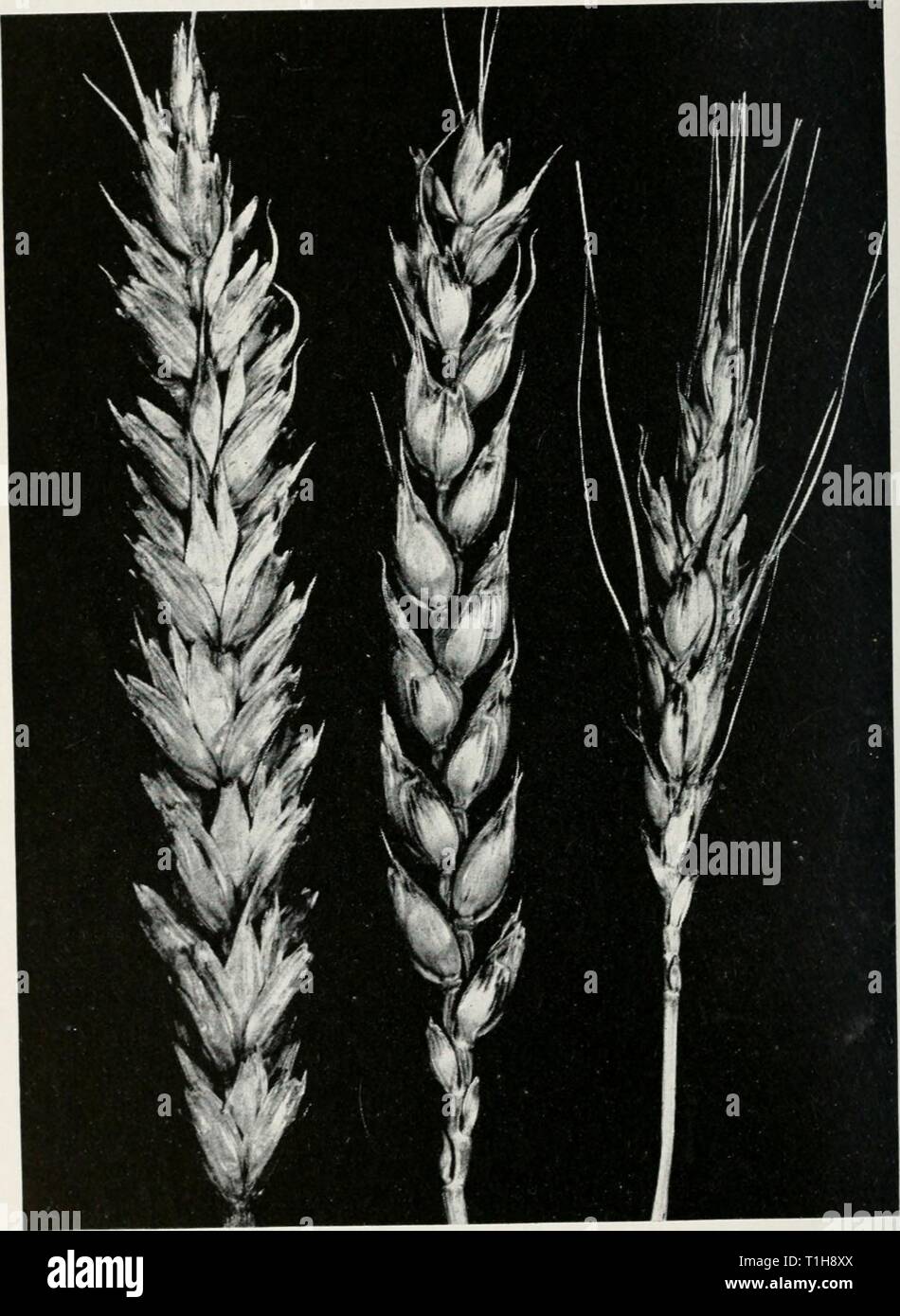 Diseases of wheat, oats, barley, Diseases of wheat, oats, barley, and rye  diseasesofwheato48boew Year: 1960  56 ILLINOIS NATURAL HISTORY SURVEY CIRCULAR US small, water-soaked areas which elongate to produce olive-green streaks. With age the streaks turn yellowish-brown and later    Fig. 17.—Black chaff on wheat. Bacteria invading the tissues of glumes produce dark, sunken streaks on the upper parts of the glumes. Usually Sar streaks are found on the stems below the heads and upper joints, and elongated, olive-green streaks occur on the leaves. Stock Photo