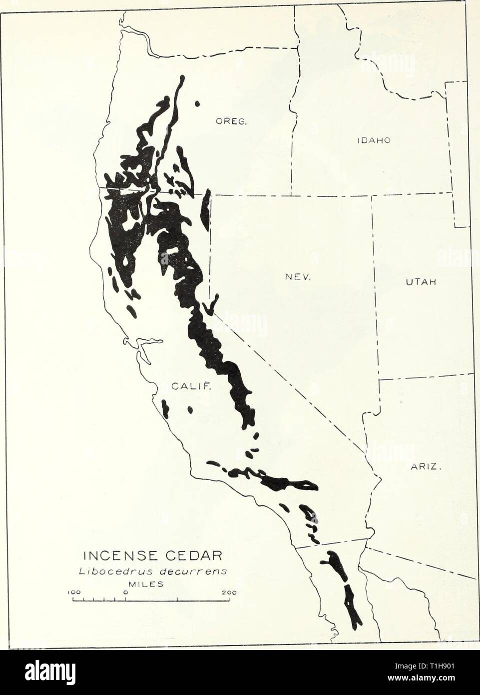 The distribution of important forest The distribution of important forest trees of the United States  distributionofim287munn Year: 1938  56    Map 52 LIBOCEDRUS DECURRENS TORREY INCENSE CEDAR Stock Photo