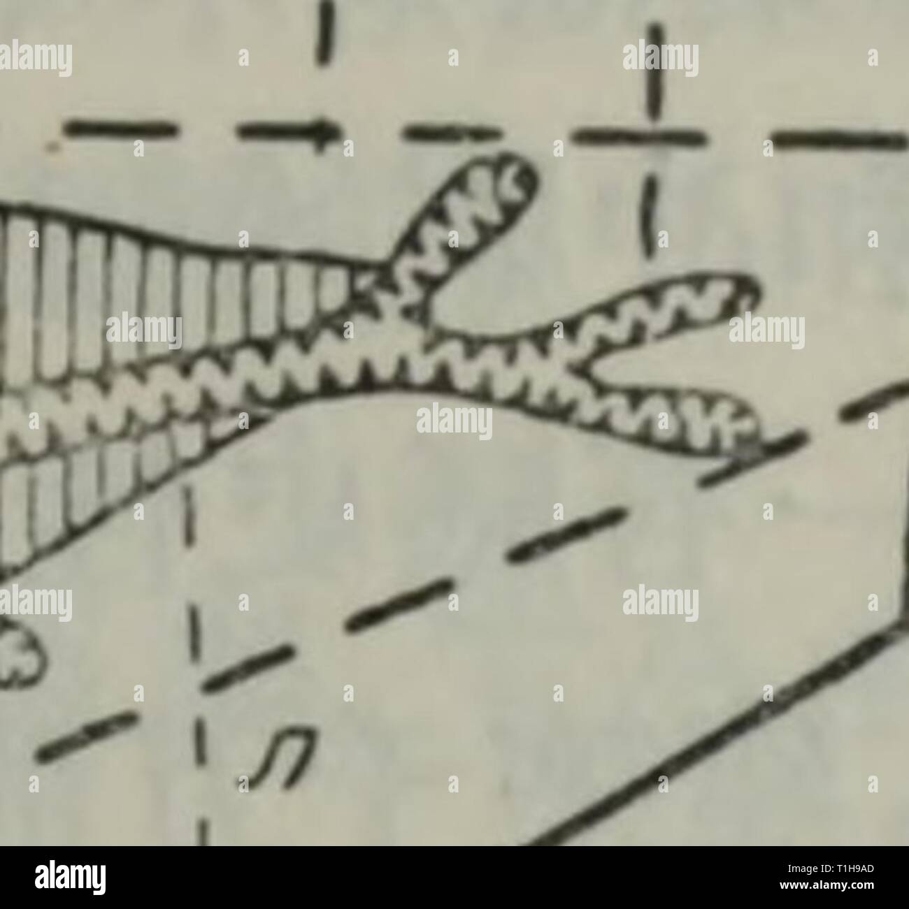 Di Xing Dui Dong Zhi Di Xing Dui Dong Zhi Wu De Ying Xiang Dixingduidongzhi00mili Year 1956 9 A19 Aec Eiflceae Aca I A A µecaa C E Ca Ae Ae Ae A C C Ae C I Ko Menuo 110 e Isee C E 40a60 C0 Ae A C Ee C E a30 Fl Ea E Ai 6 Ea E