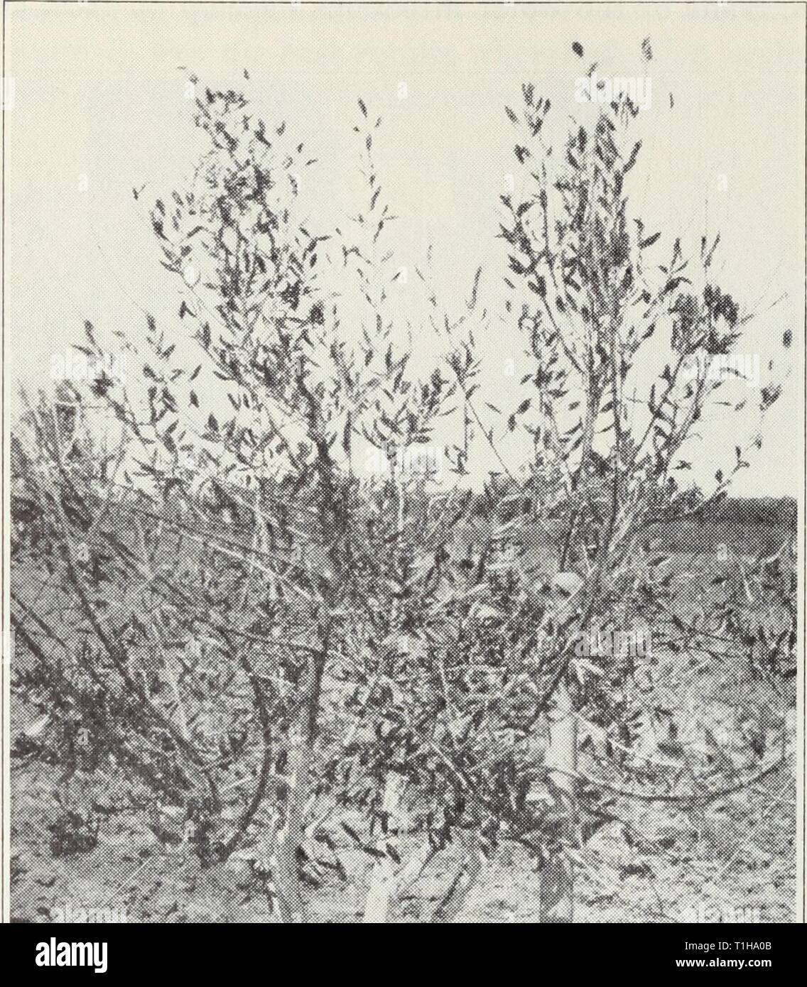 Diseases of fruits and nuts Diseases of fruits and nuts  diseasesoffruits120smit Year: 1941  Diseases of Fruits and Nuts 81 and lateral twigs are forced out which repeat the same process (fig. 33) so that the tree comes to have a very bushy, shabby appearance (fig. 34). Corky pustules develop on the bark. This is similar to diseases of the same    '0 Stock Photo